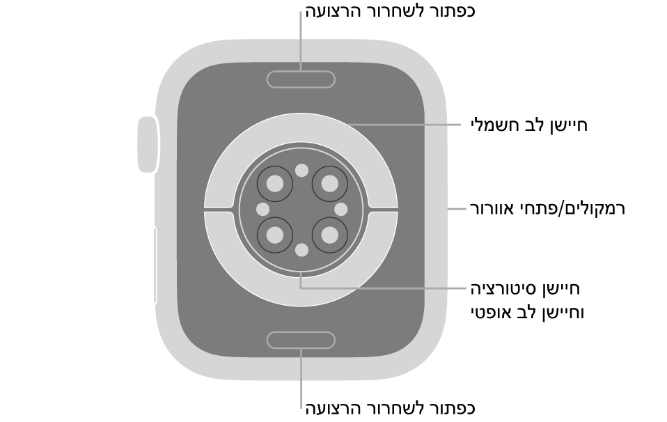 החלק האחורי של Apple Watch Series 7 עם כפתורי שחרור הרצועה למעלה ולמטה, חיישני הדופק האלקטרוניים, חיישני הדופק האופטיים וחיישני רמת החמצן בדם בחלק המרכזי והרמקול/פתחי האוורור בצד.