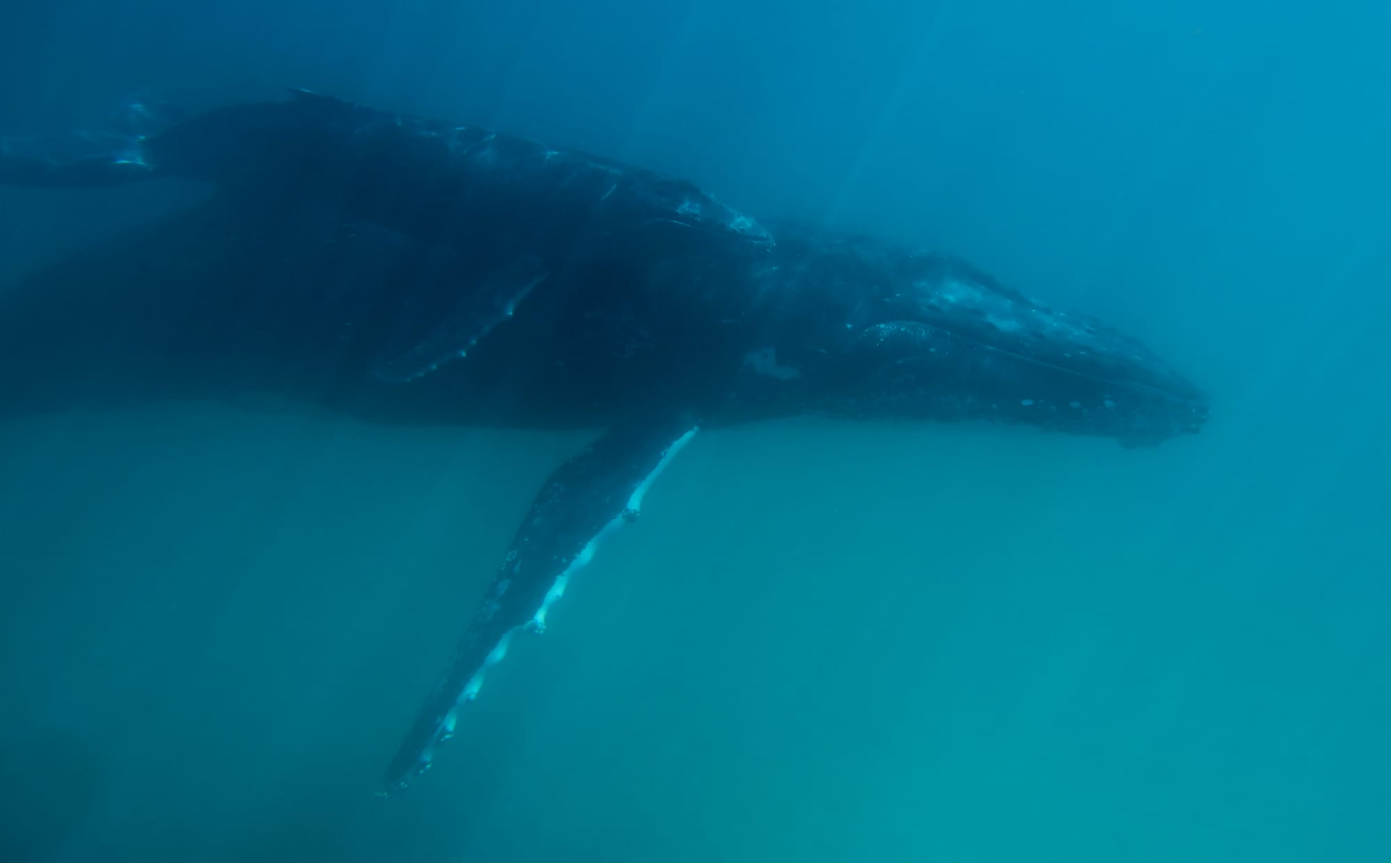 Humpback Whales - Ningaloo Coast - Western Australia