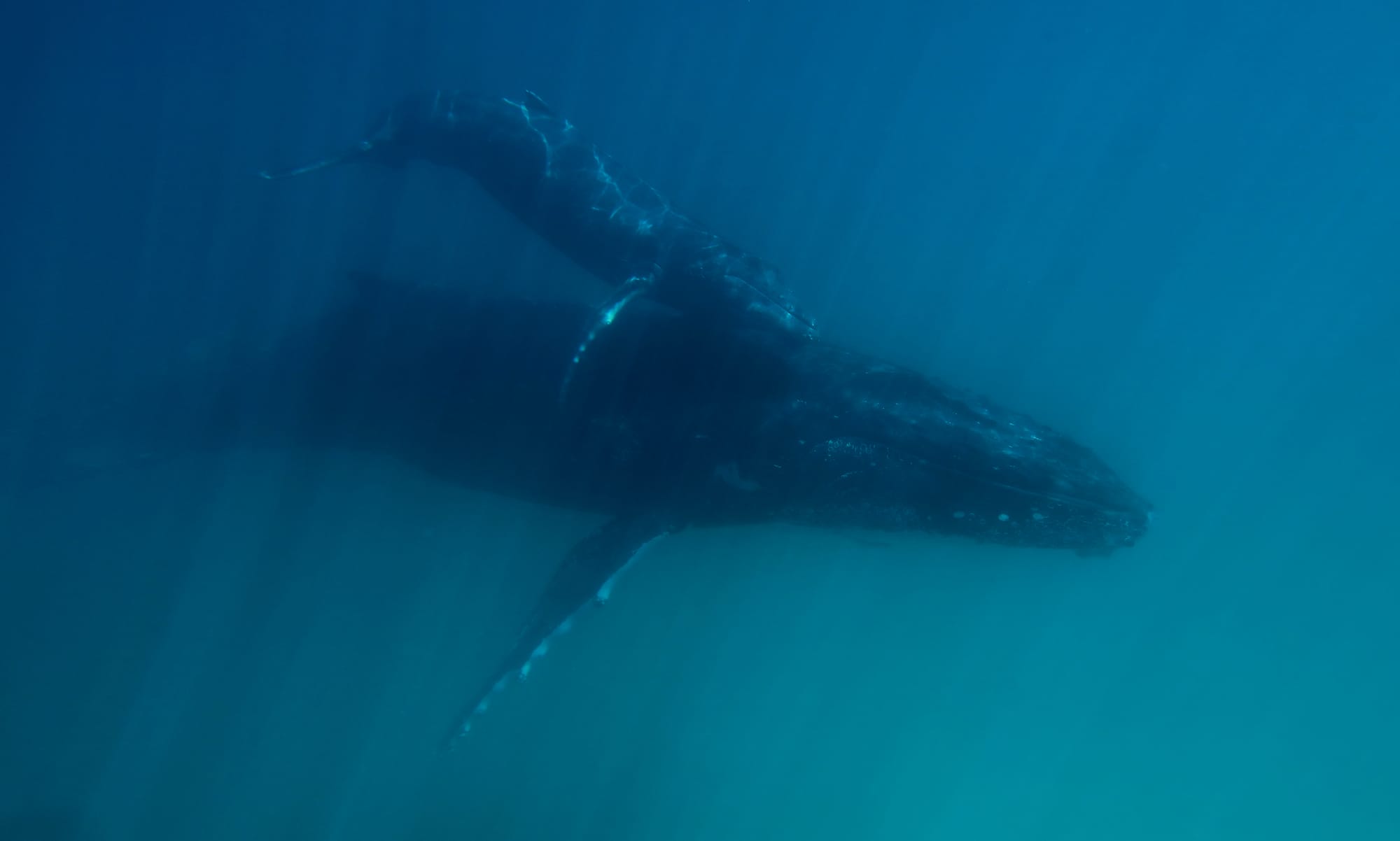 Humpback Whales - Ningaloo Coast - Western Australia