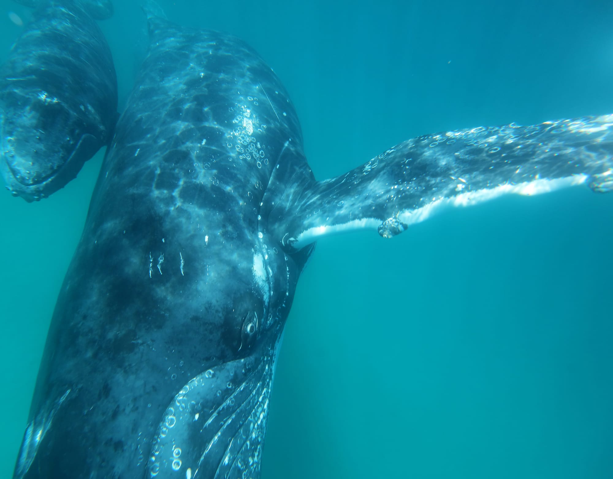 Humpback Whales - Ningaloo Coast - Western Australia