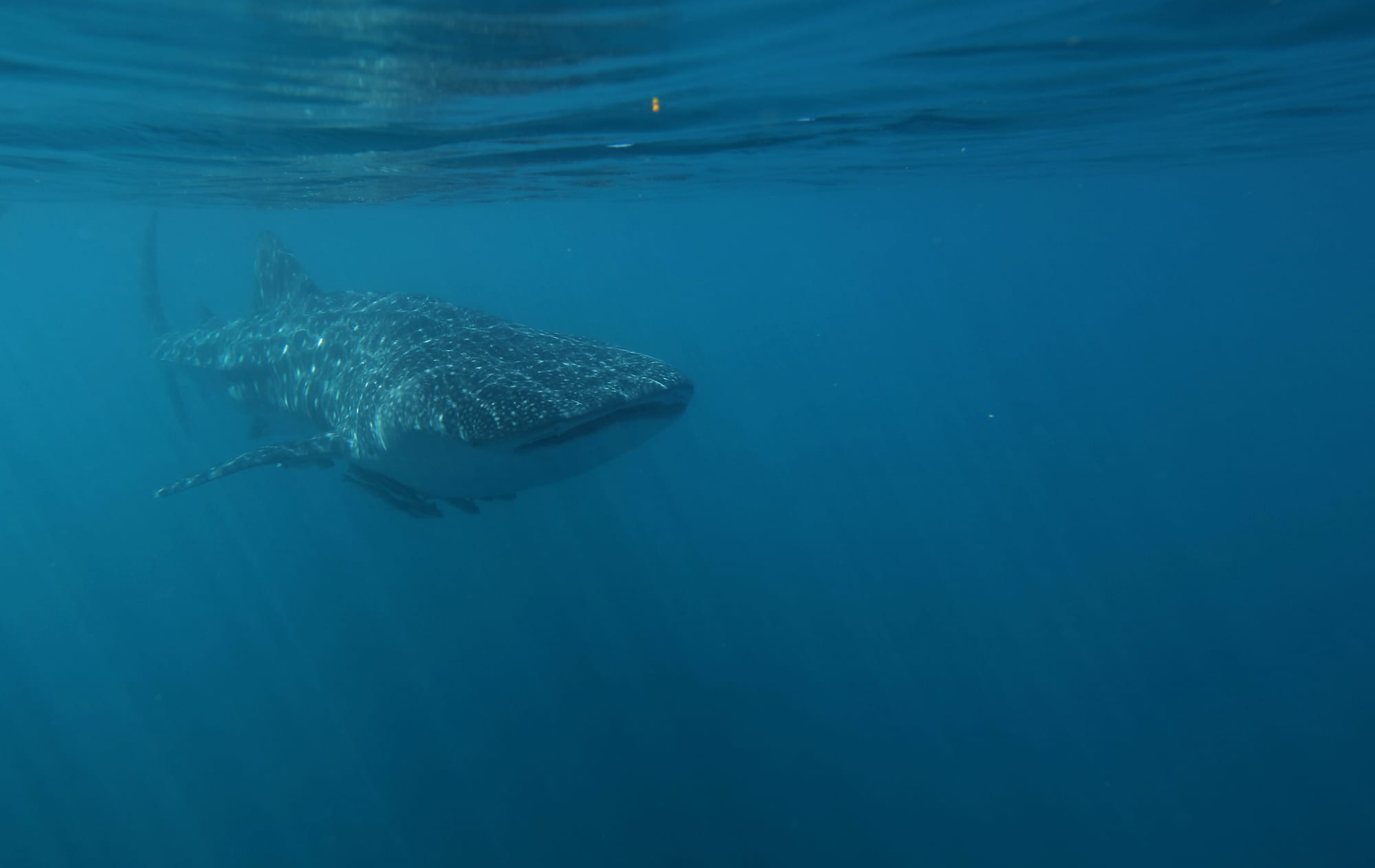 Whale Shark - Ningaloo Coast - Western Australia