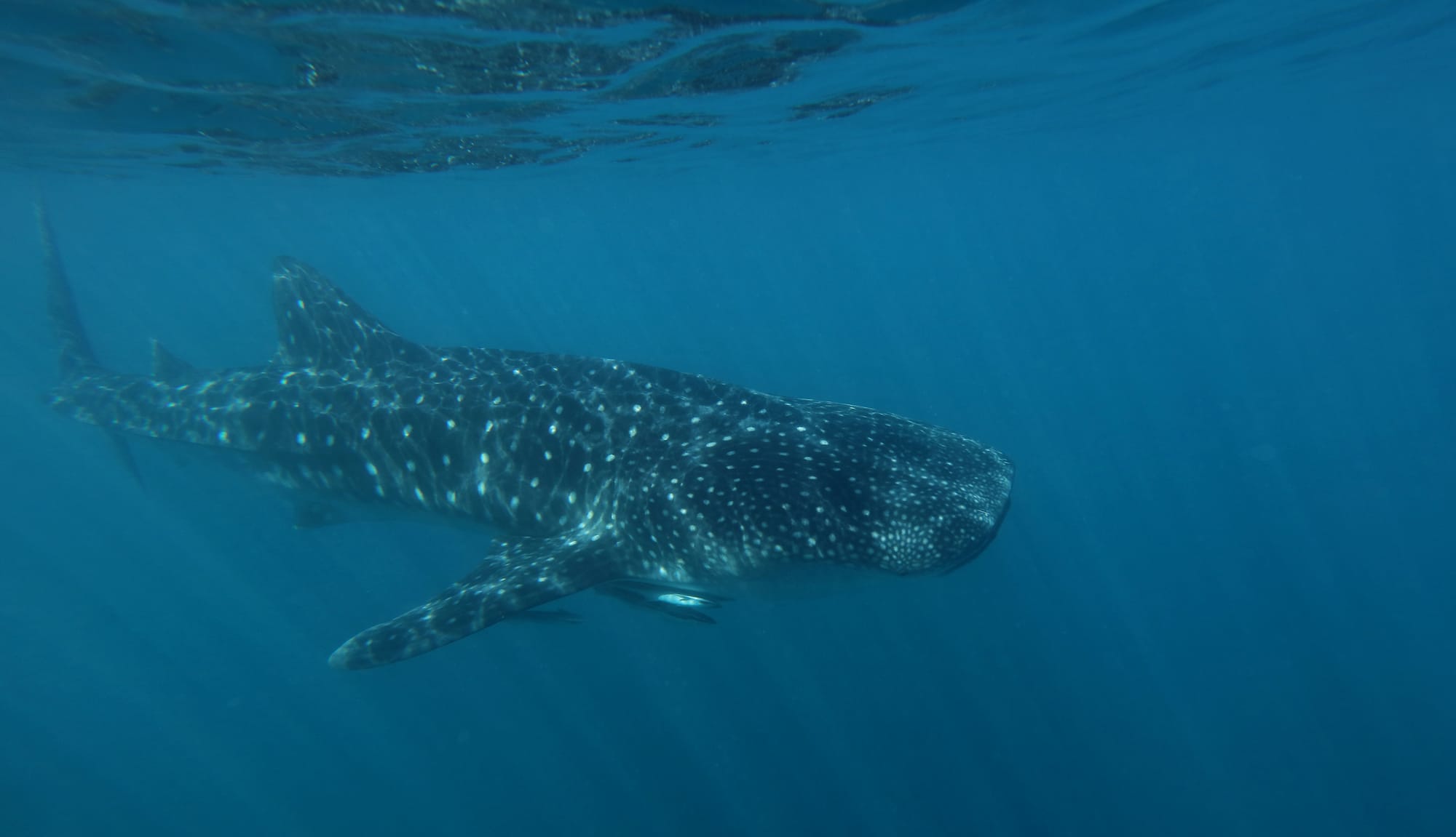 Whale Shark - Ningaloo Coast - Western Australia