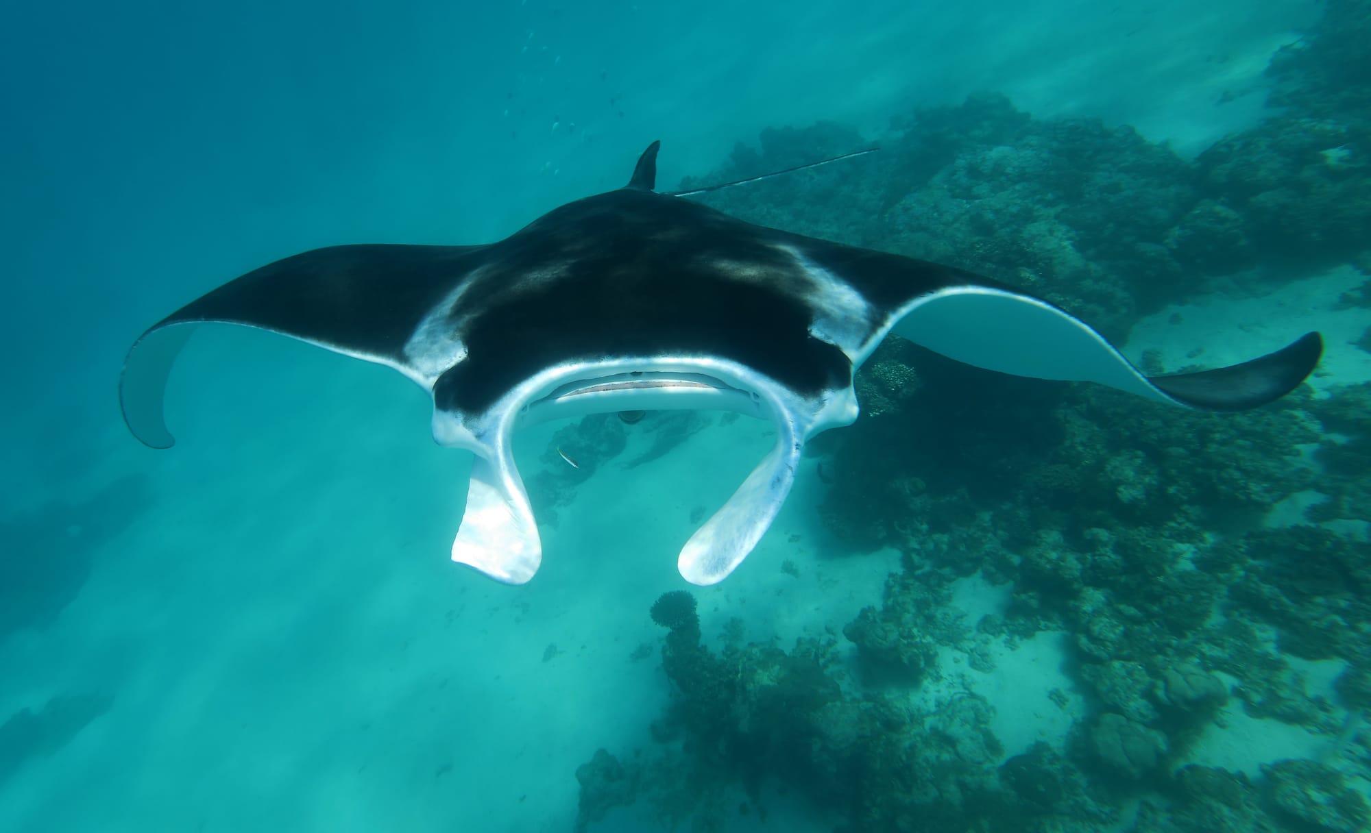 Reef Manta Ray - Ningaloo Coast - Western Australia