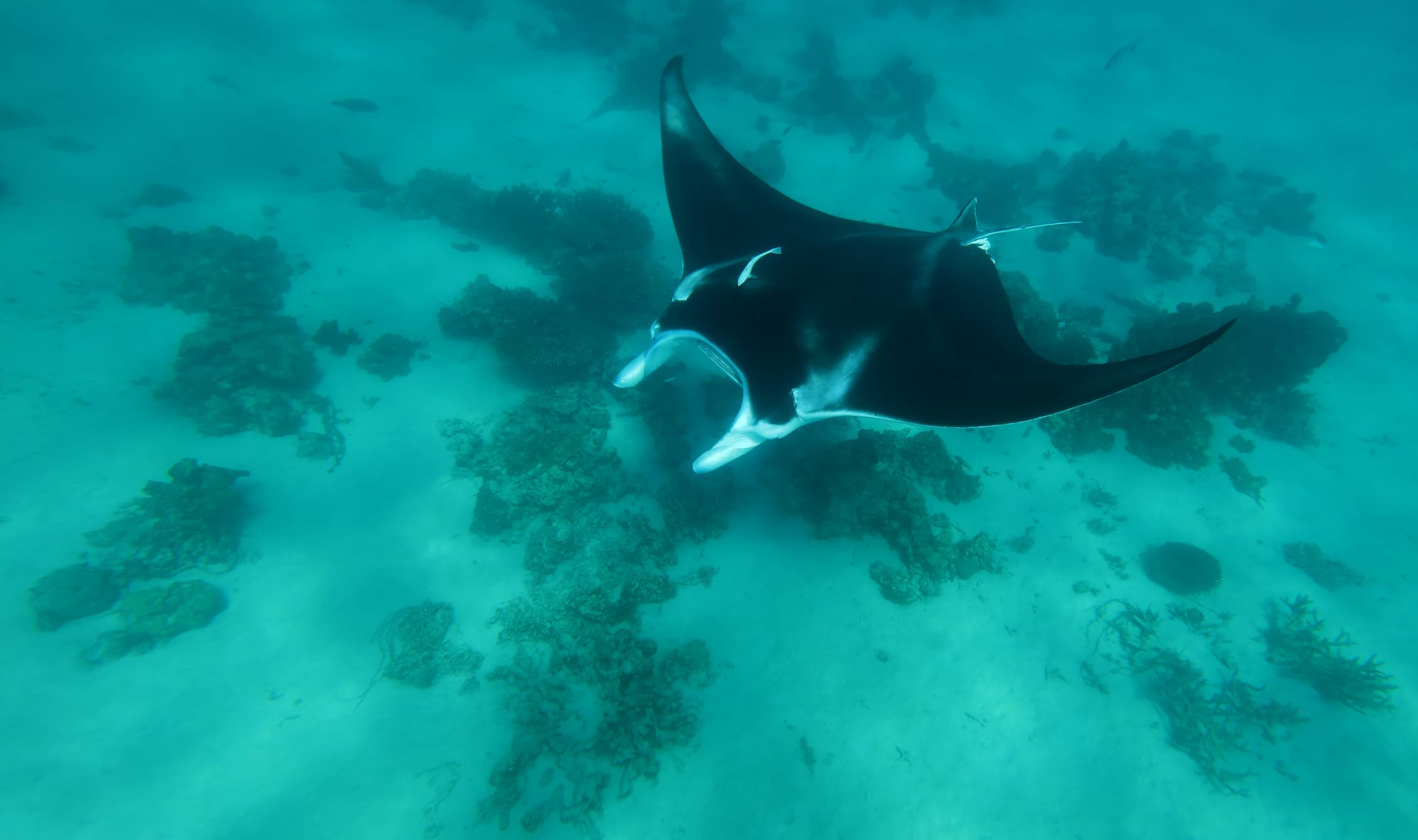 Reef Manta Ray - Ningaloo Coast - Western Australia