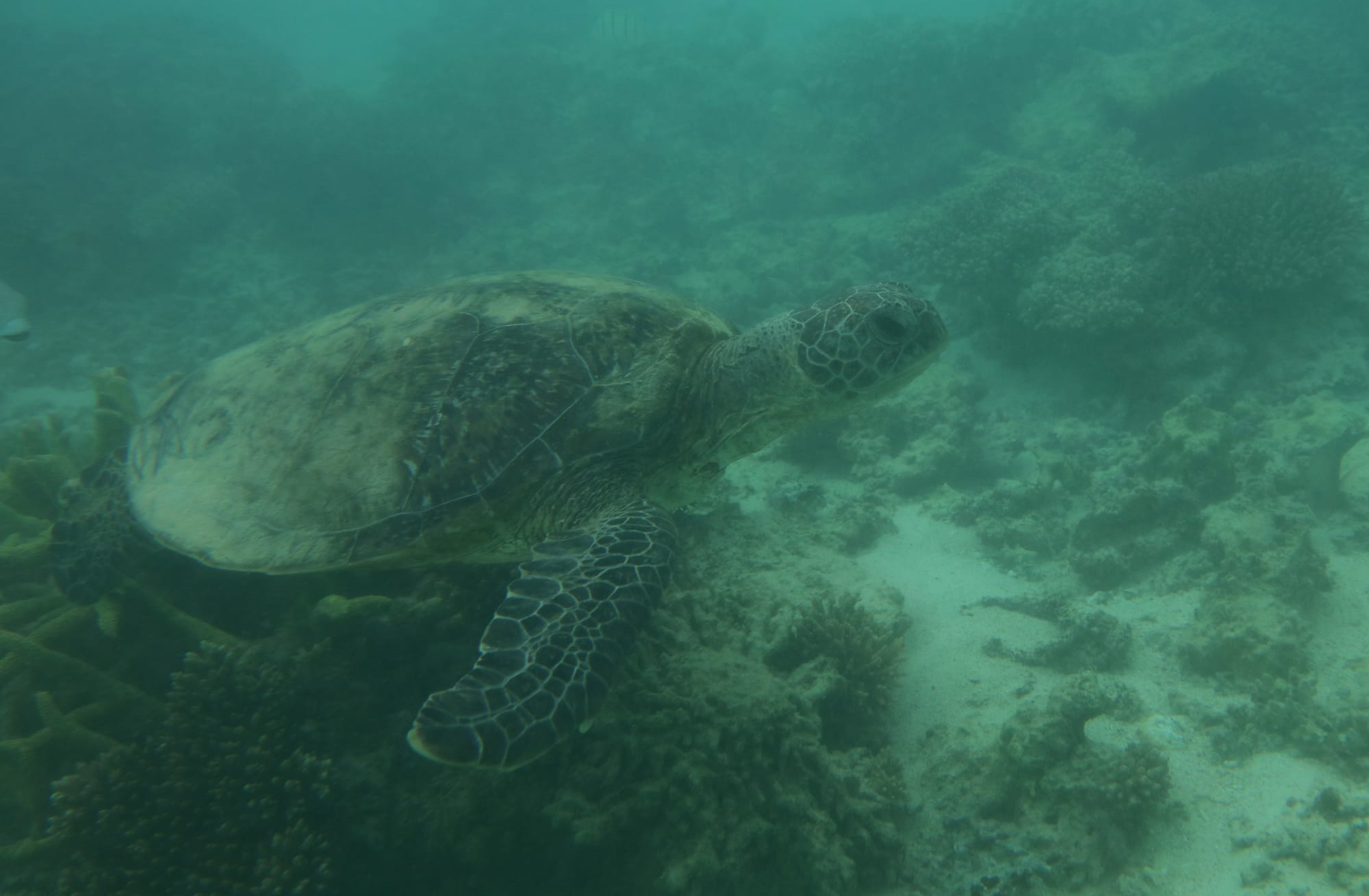 Green Sea Turtle - Oyster Stacks - Cape Range National Park - Ningaloo Coast - Western Australia