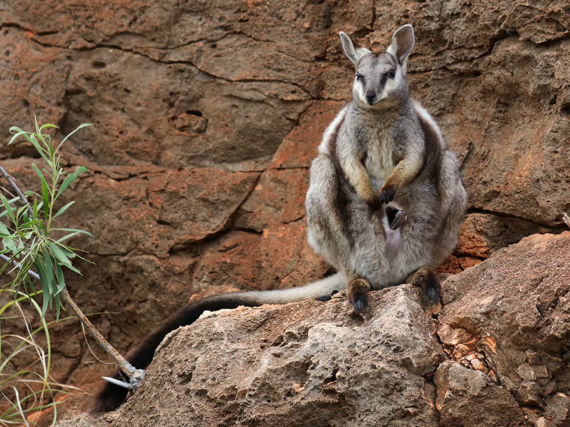 Black-Flanked Rock-Wallaby - Mandu Mandu Gorge - Cape Range National Park - Western Australia