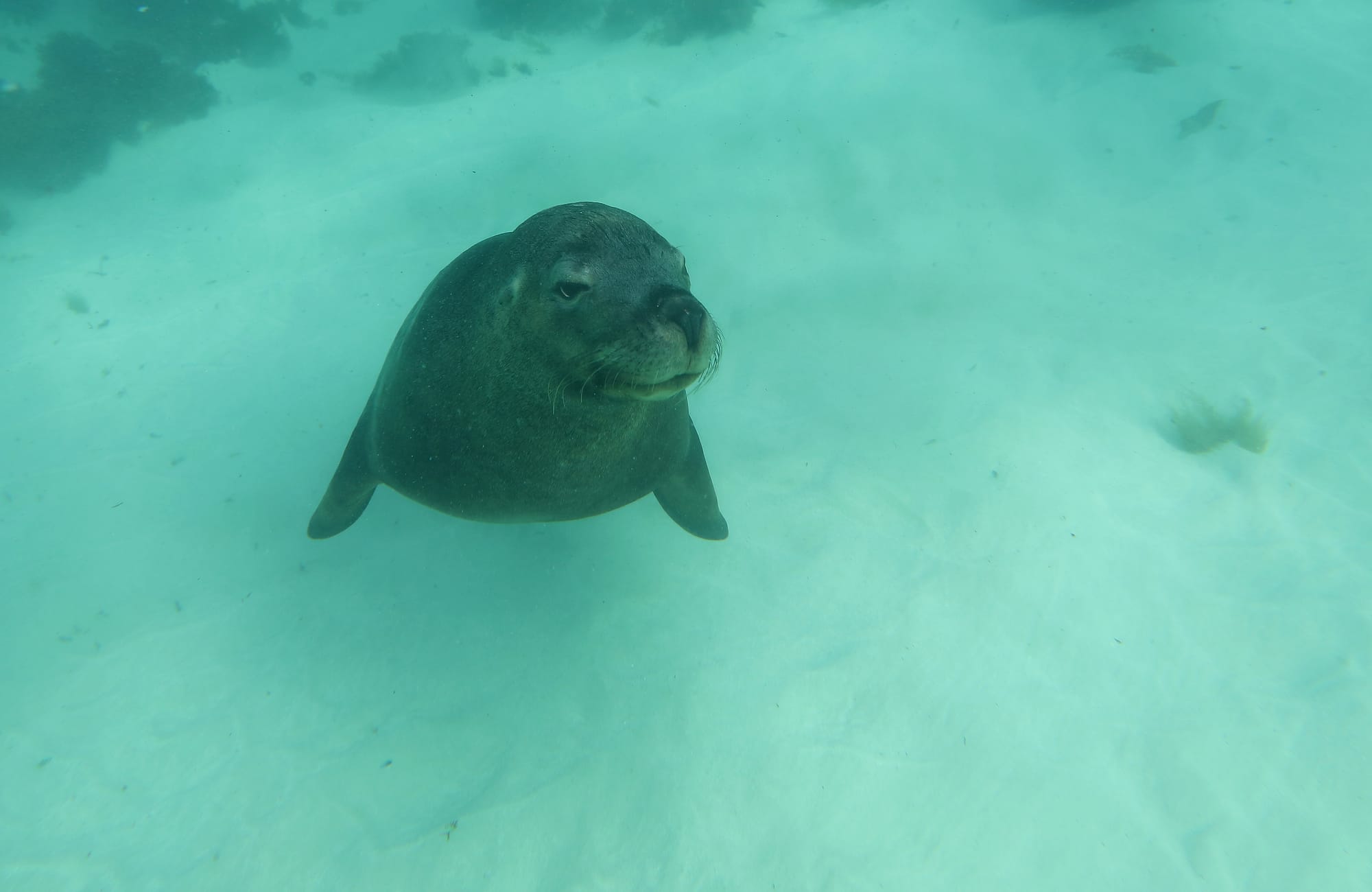 Australian Sea Lion - Jurien Bay Marine Park - Western Australia