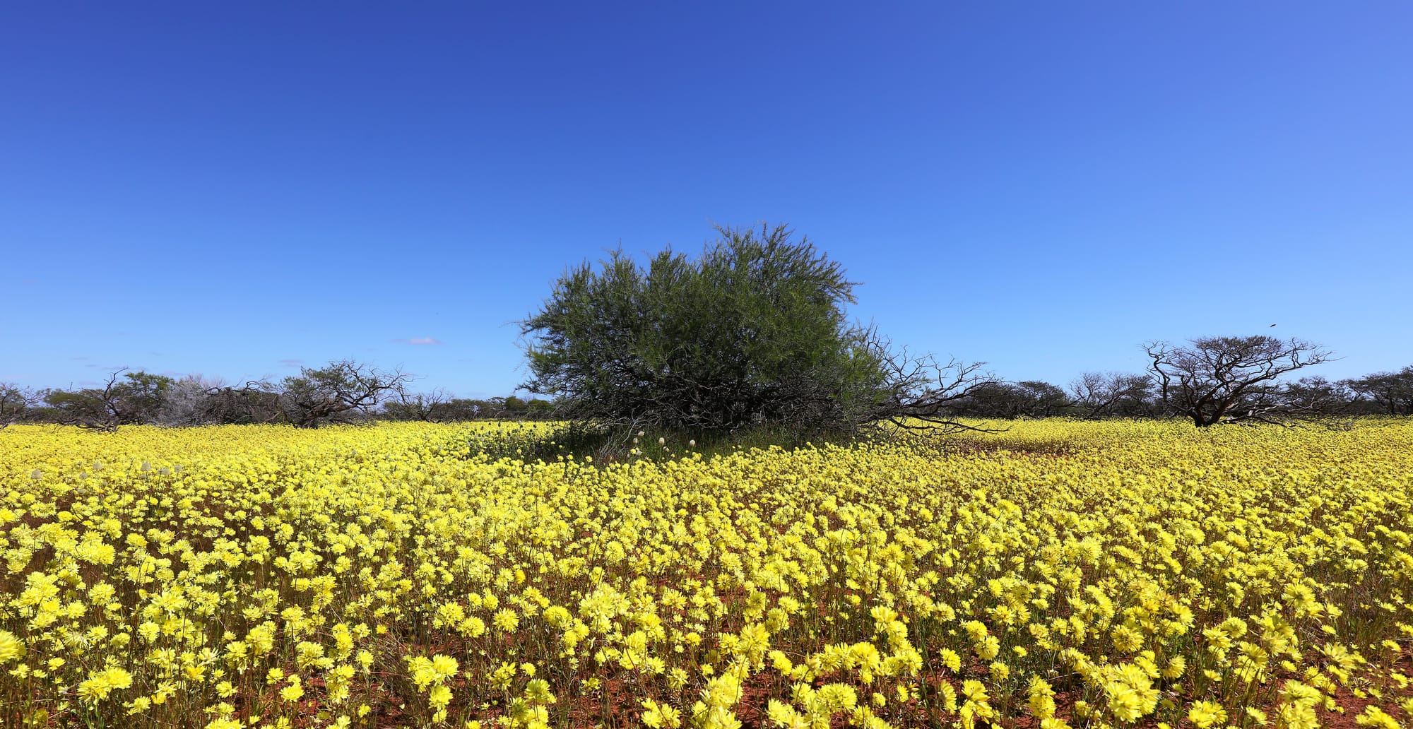 Yellow Pom-Pom Everlasting - Coral Coast - Western Australia