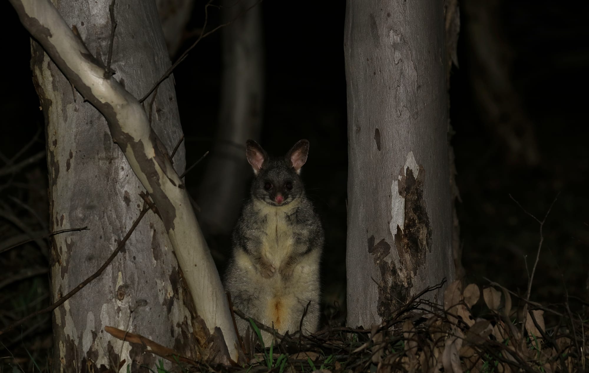 Common Brushtail Possum - Woylie Walk - Dryandra Woodland National Park - Western Australia