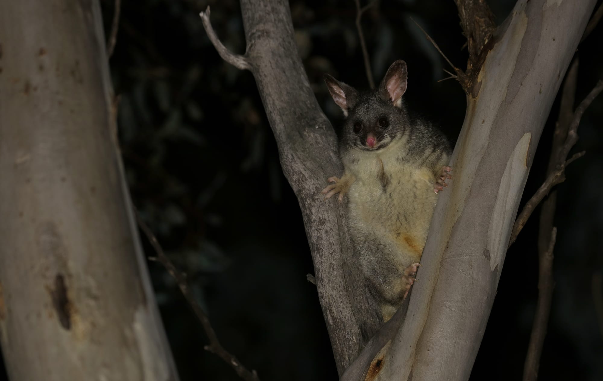Common Brushtail Possum - Woylie Walk - Dryandra Woodland National Park - Western Australia