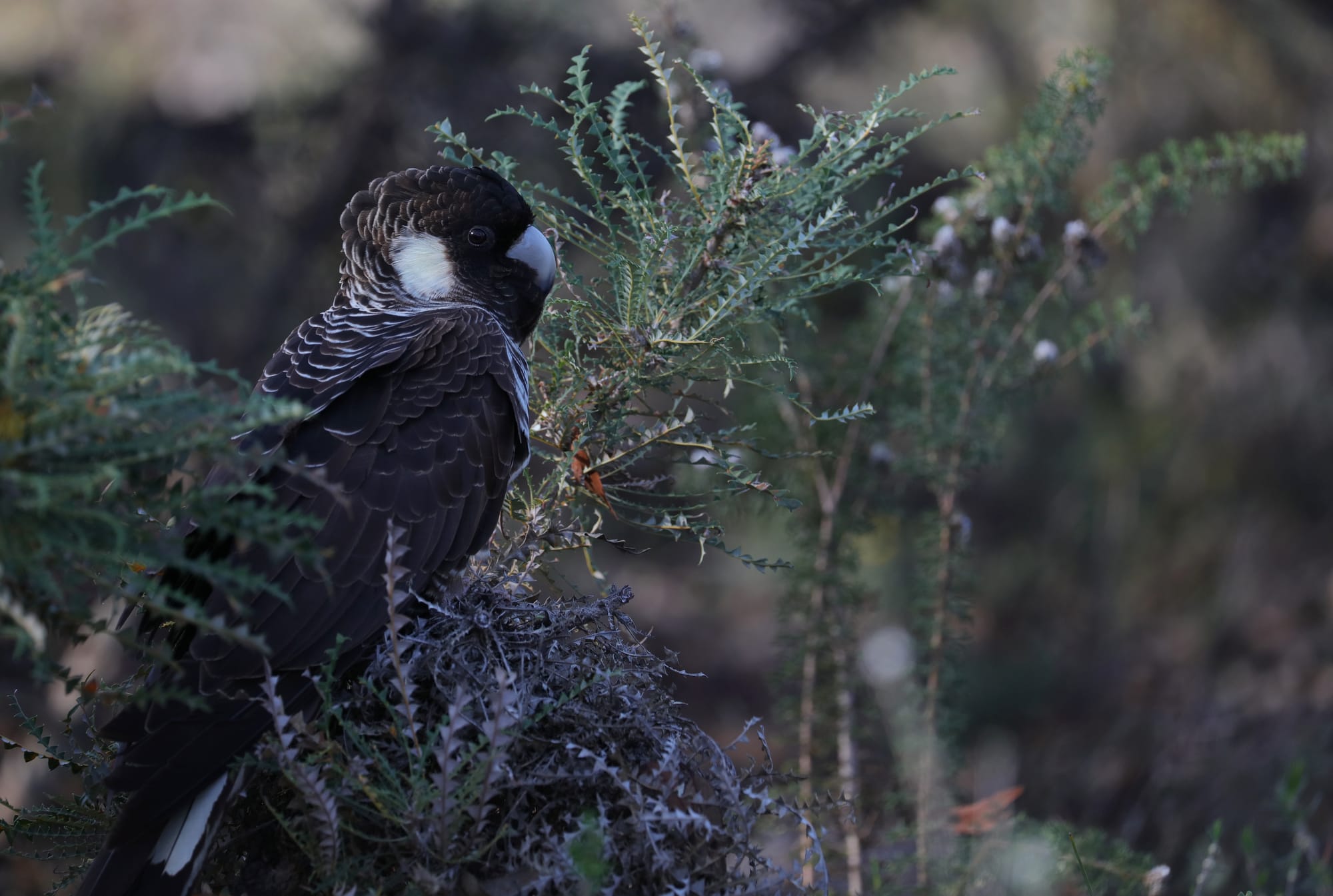 Baudin's Black Cockatoo - Woylie Walk - Dryandra Woodland National Park - Western Australia