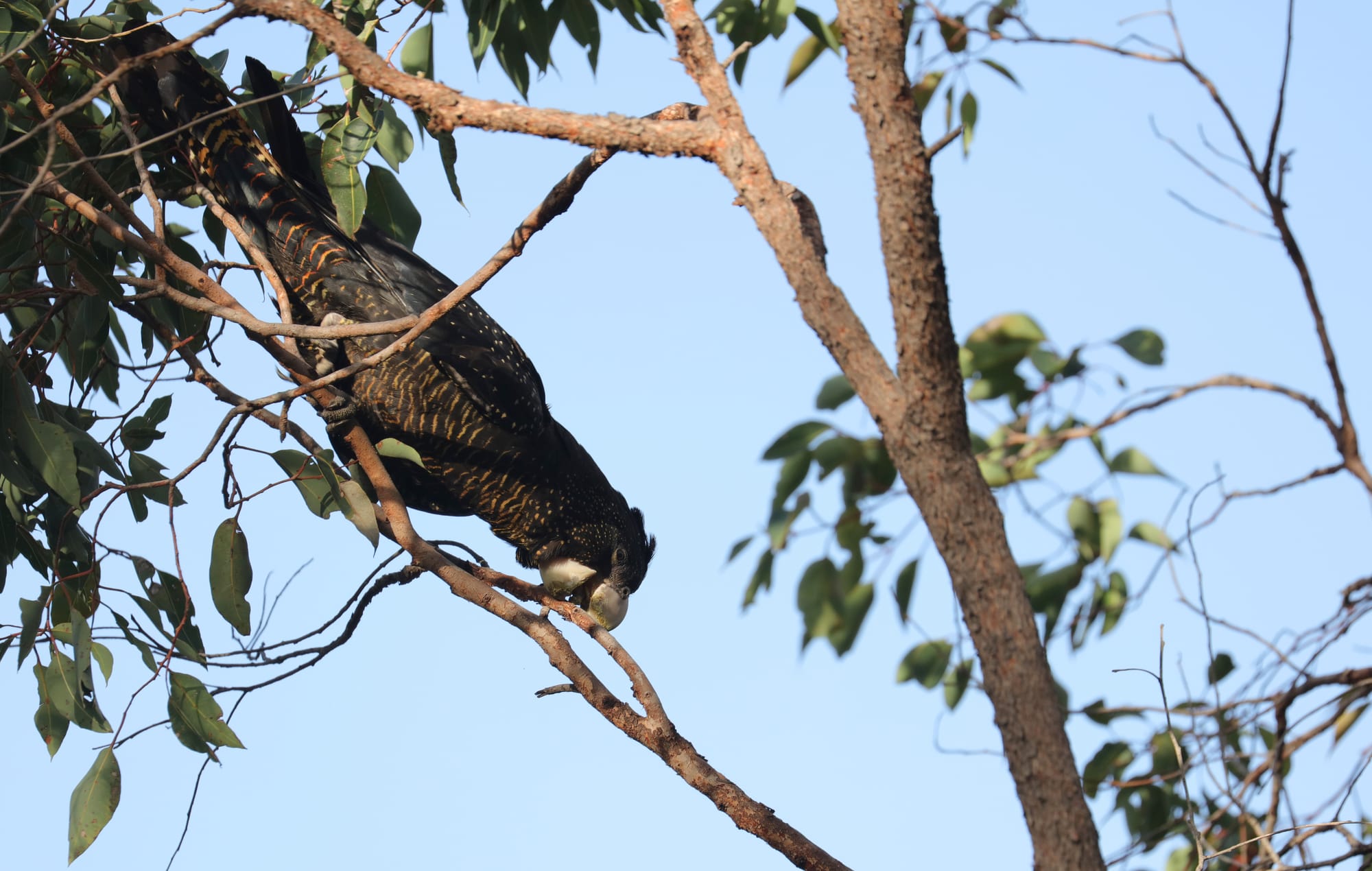 Red-Tailed Black Cockatoo - John Forrest National Park - Western Australia