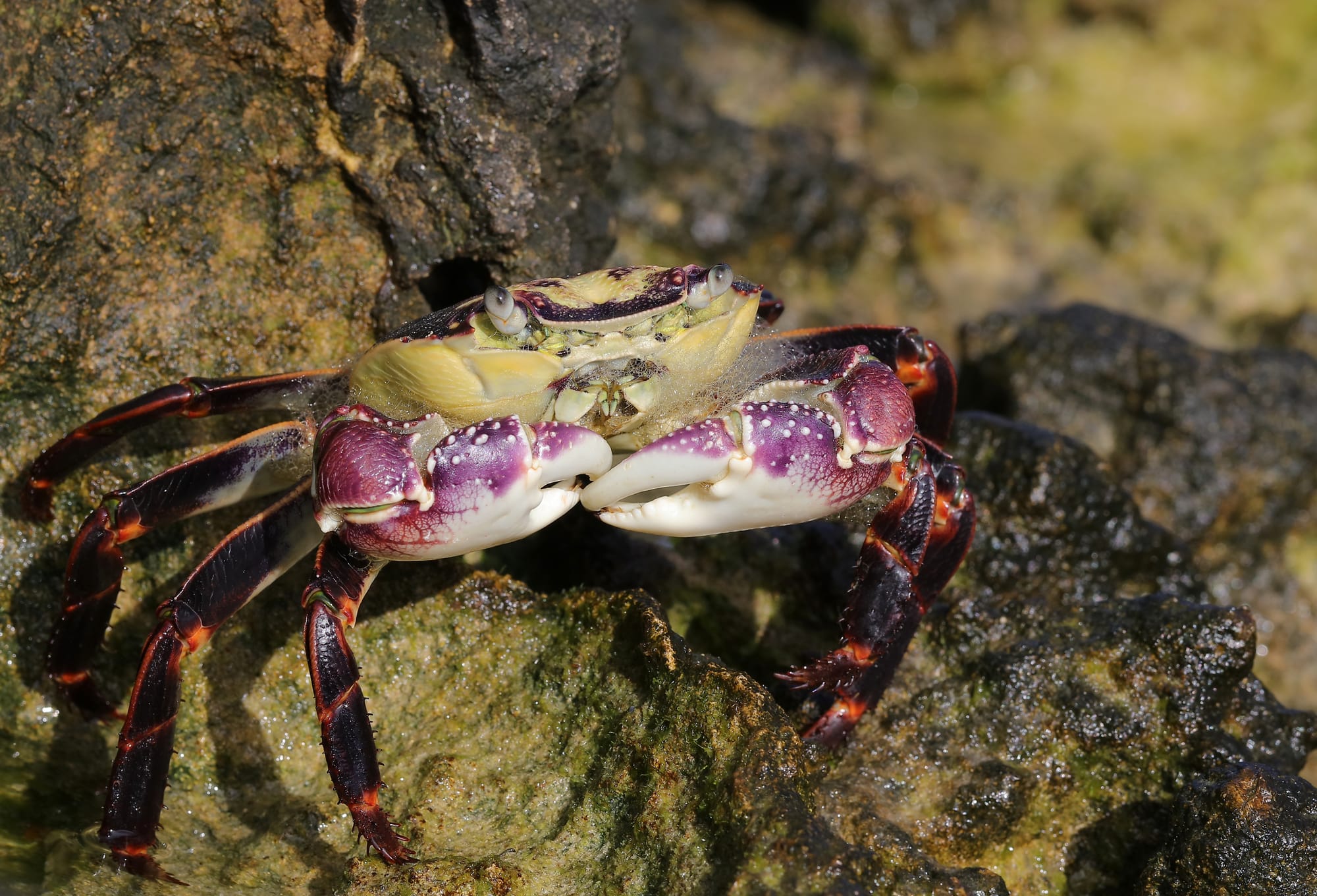 Purple Rock Crab - Cape Peron - Western Australia