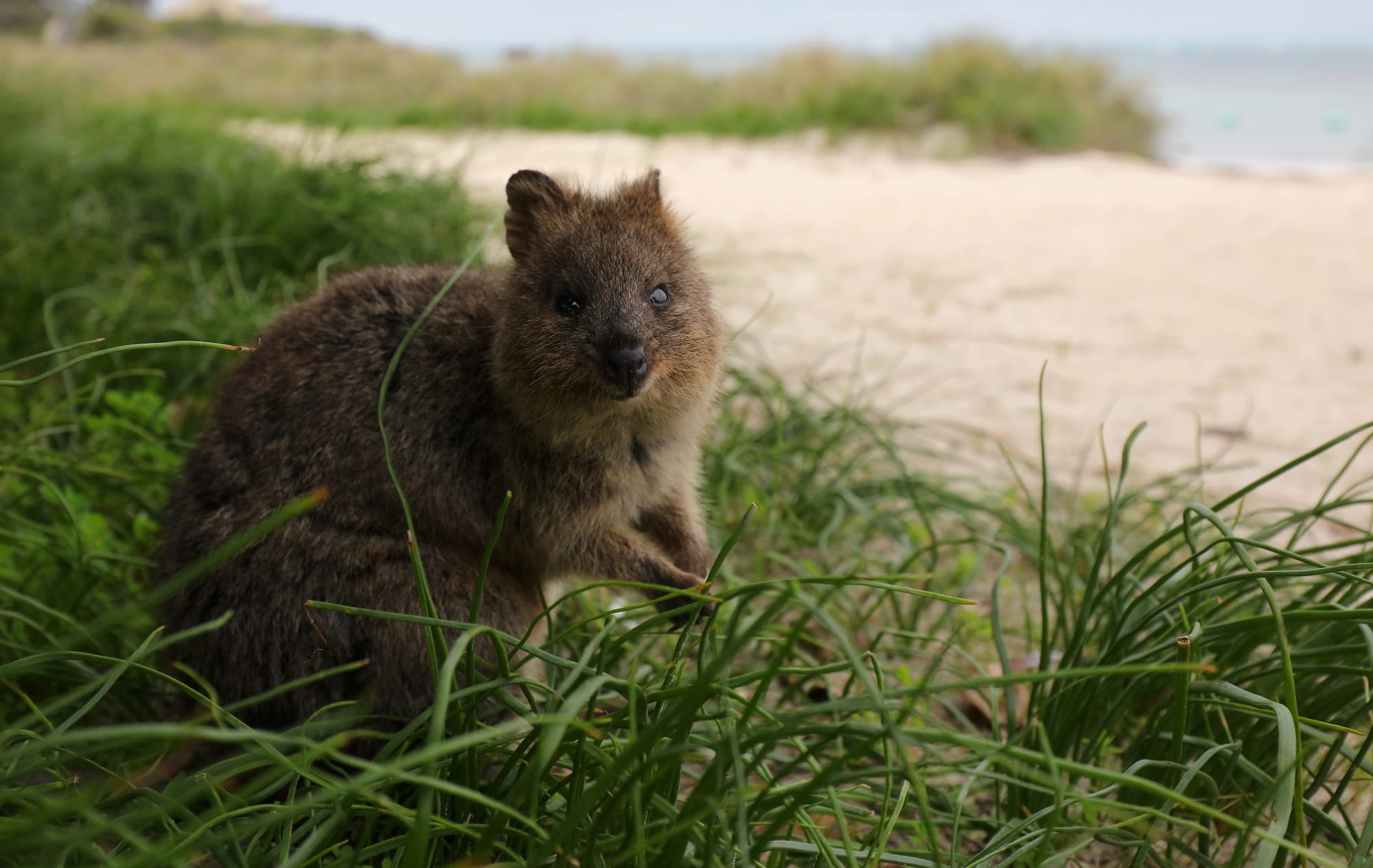 Quokka - Rottnest Island - Western Australia