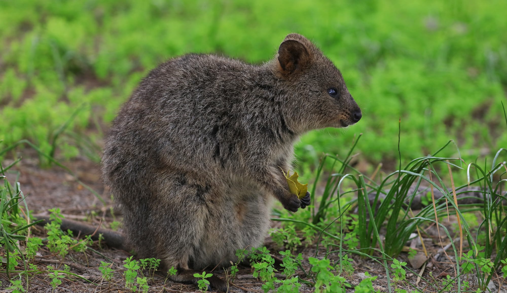 Quokka - Rottnest Island - Western Australia