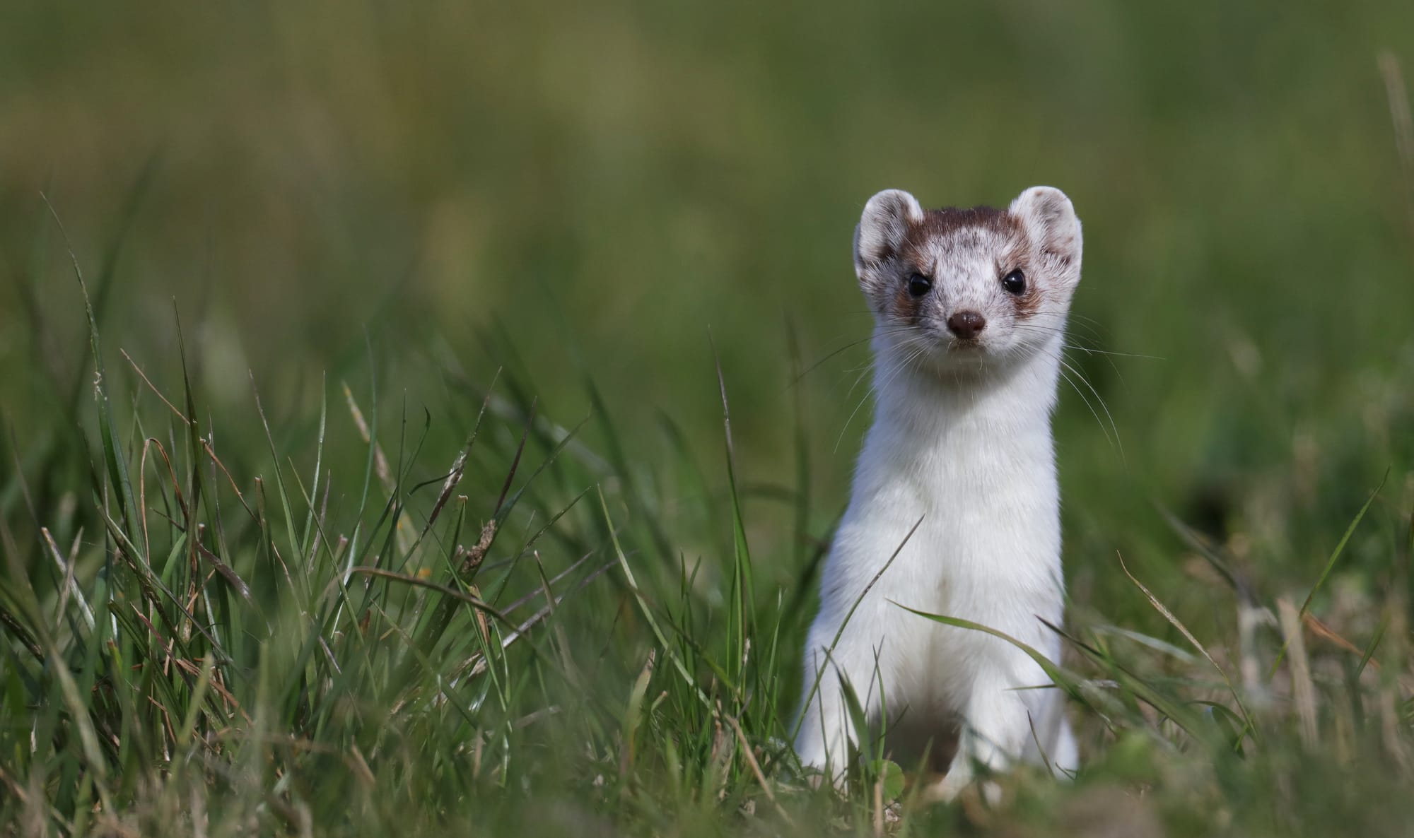 Ermine - Tyrol - Austria - Patsch