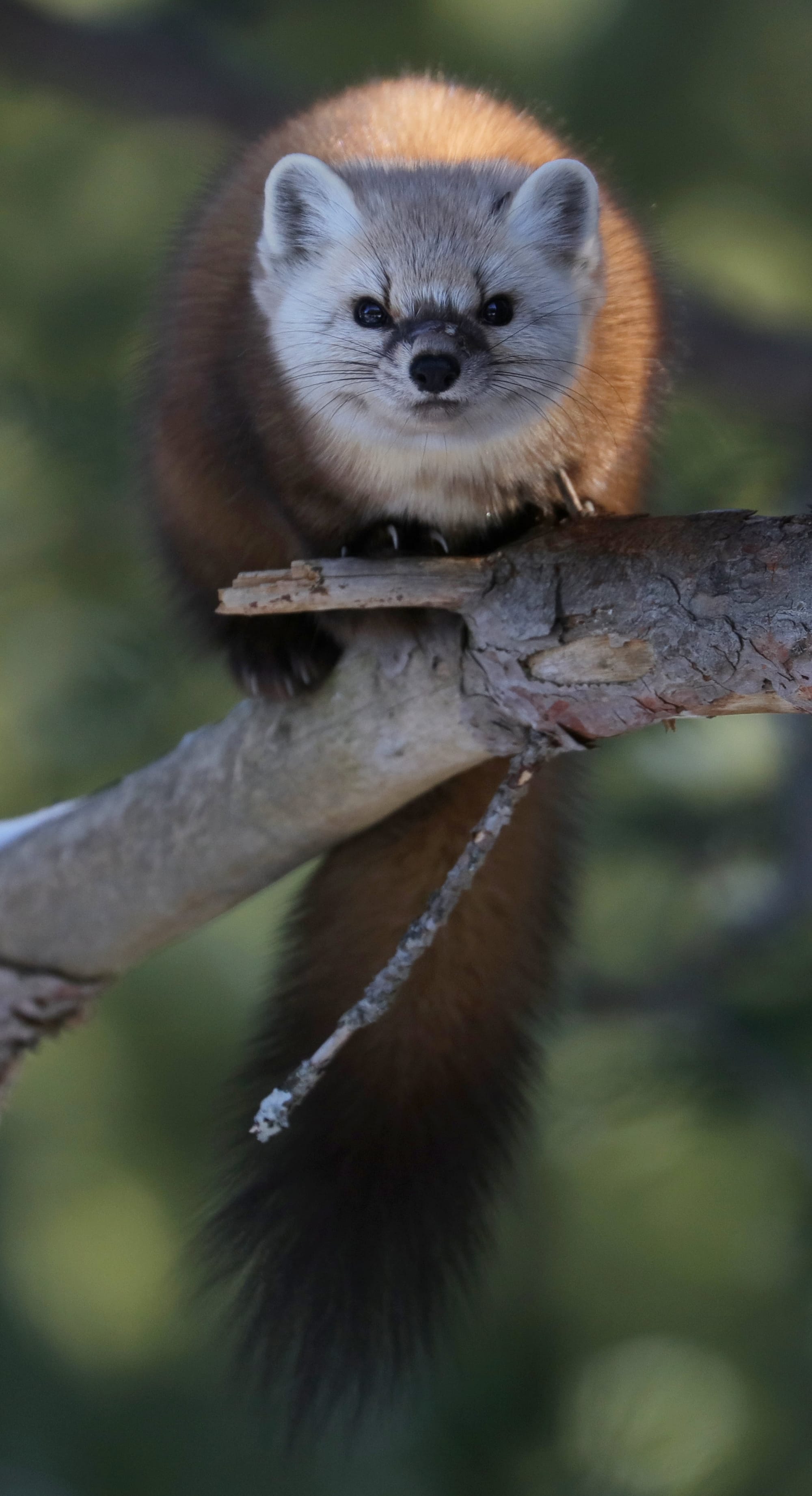Juvenile American Pine Marten - Mew Lake Campground - Algonquin Provincial Park - Ontario
