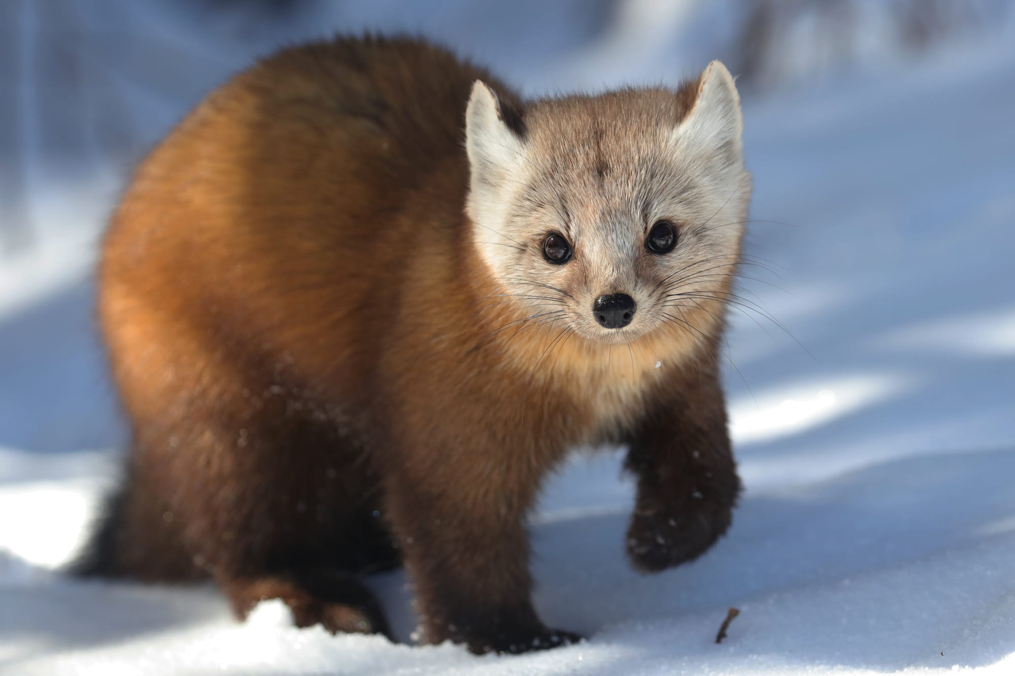 American Pine Marten - Algonquin Provincial Park - Ontario