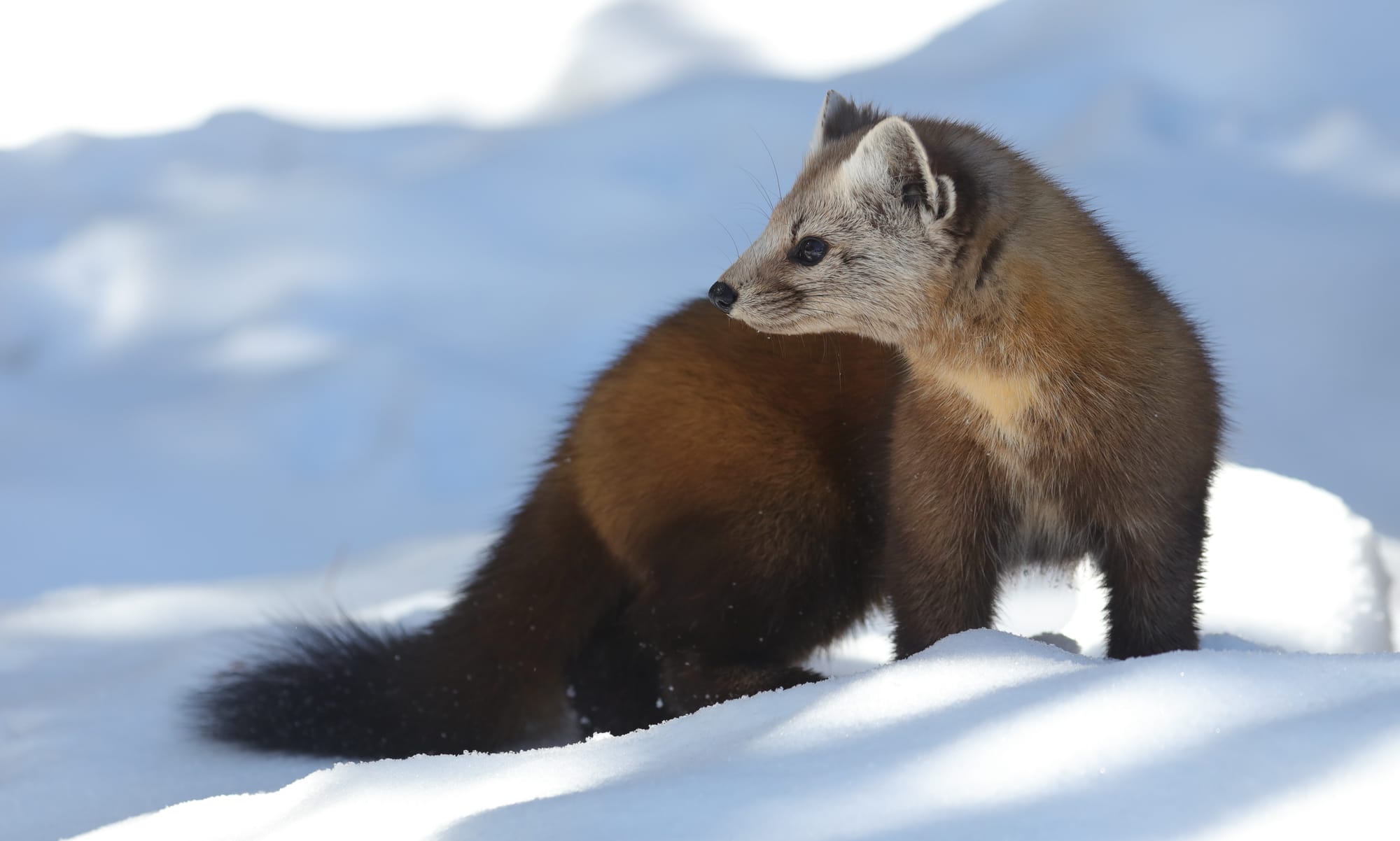American Pine Marten - Algonquin Provincial Park - Ontario