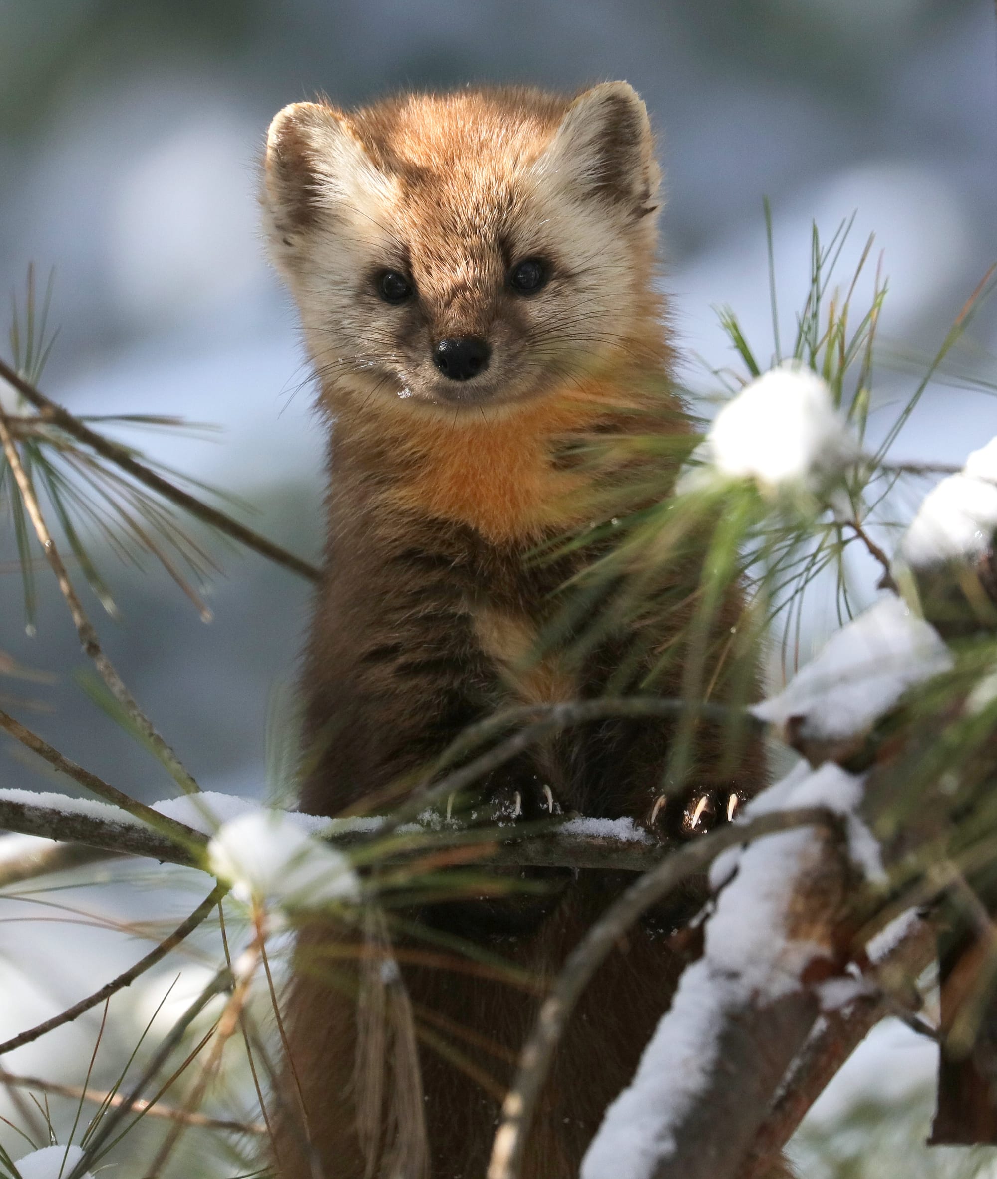 American Pine Marten - Algonquin Provincial Park - Ontario