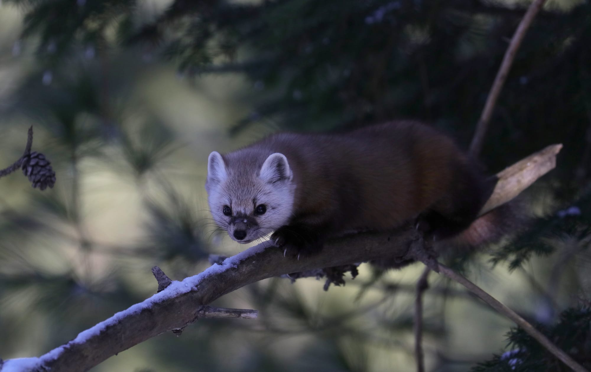 Juvenile American Pine Marten - Mew Lake Campground - Algonquin Provincial Park - Ontario