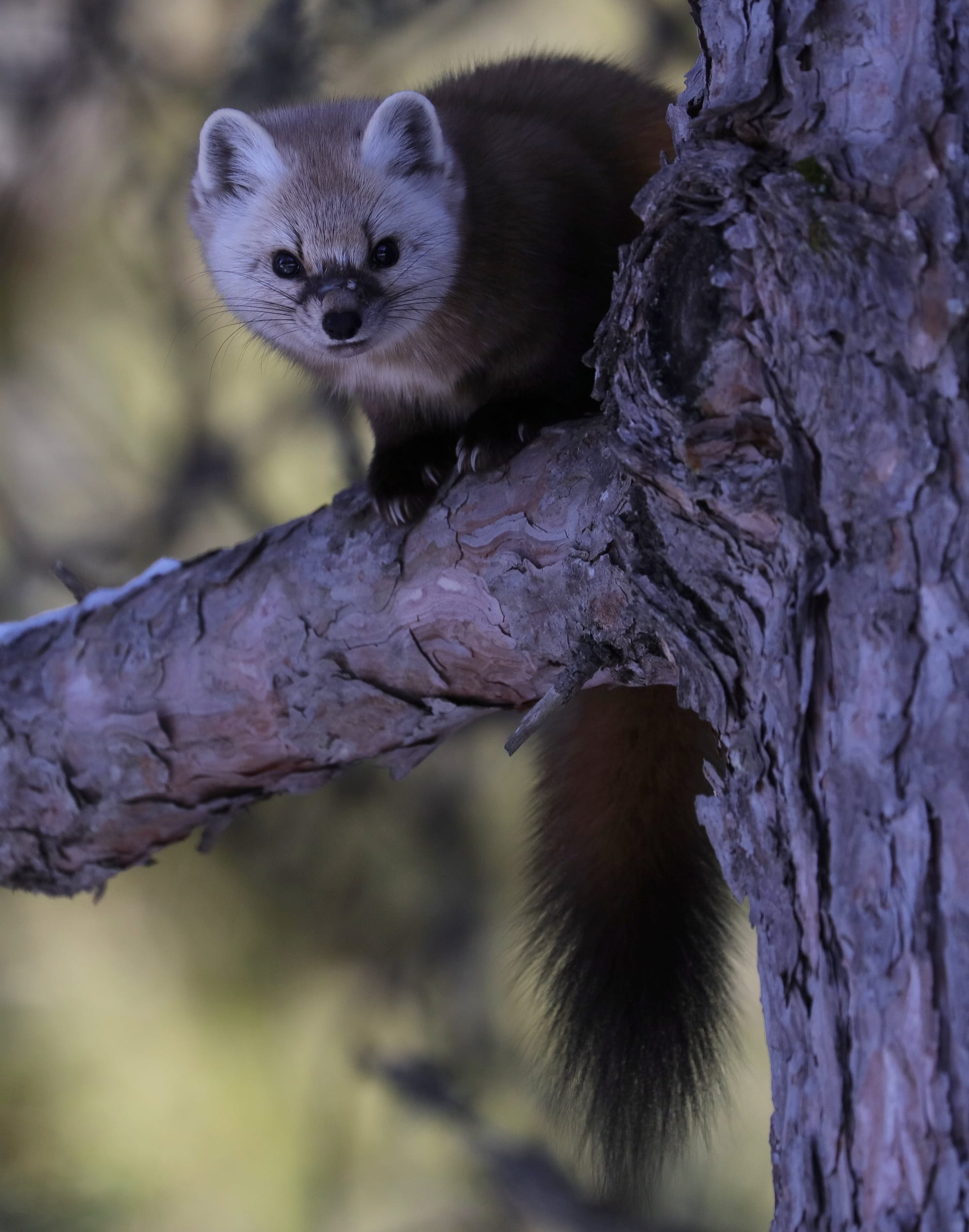 Juvenile American Pine Marten - Mew Lake Campground - Algonquin Provincial Park - Ontario