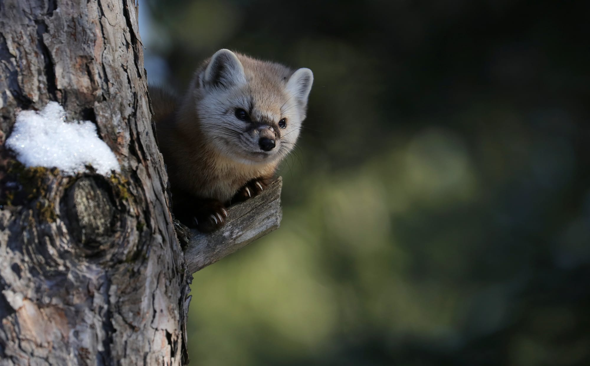 Juvenile American Pine Marten - Mew Lake Campground - Algonquin Provincial Park - Ontario