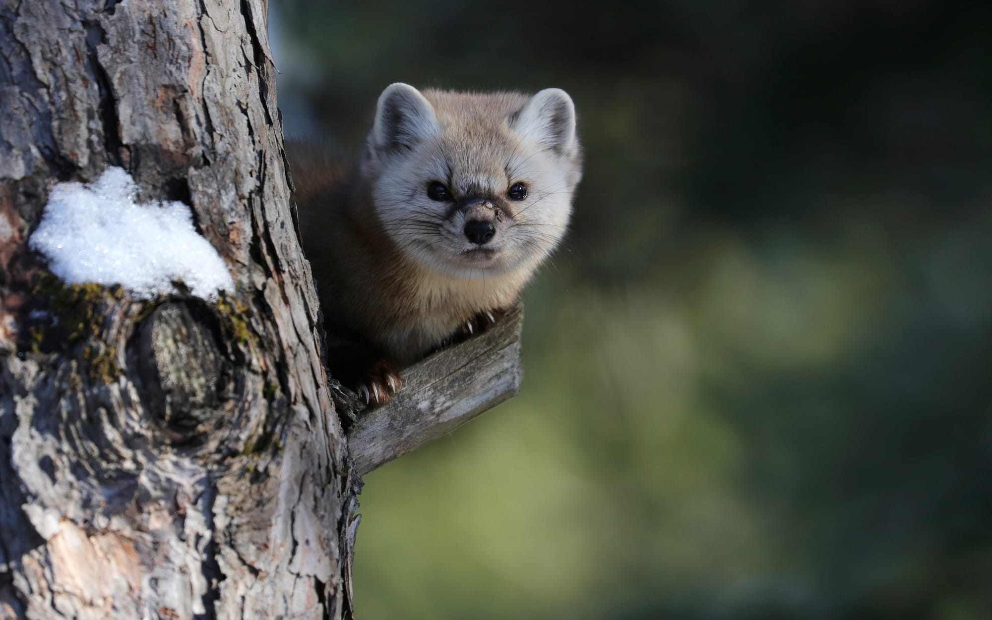 Juvenile American Pine Marten - Mew Lake Campground - Algonquin Provincial Park - Ontario