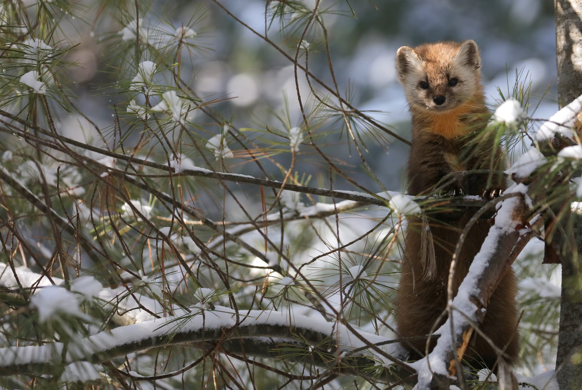American Pine Marten - Algonquin Provincial Park - Ontario