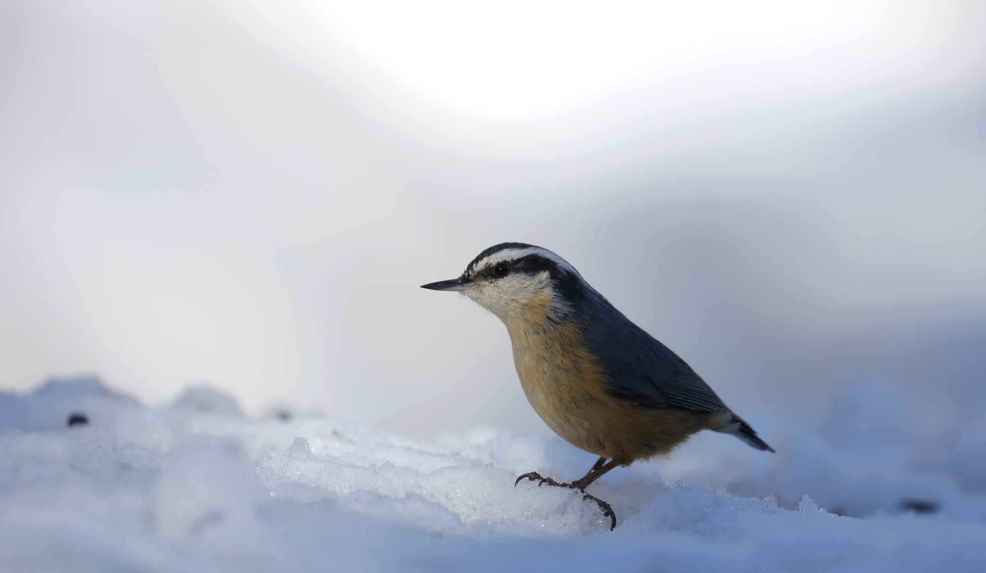 Red-breasted Nuthatch - Algonquin Provincial Park - Ontario