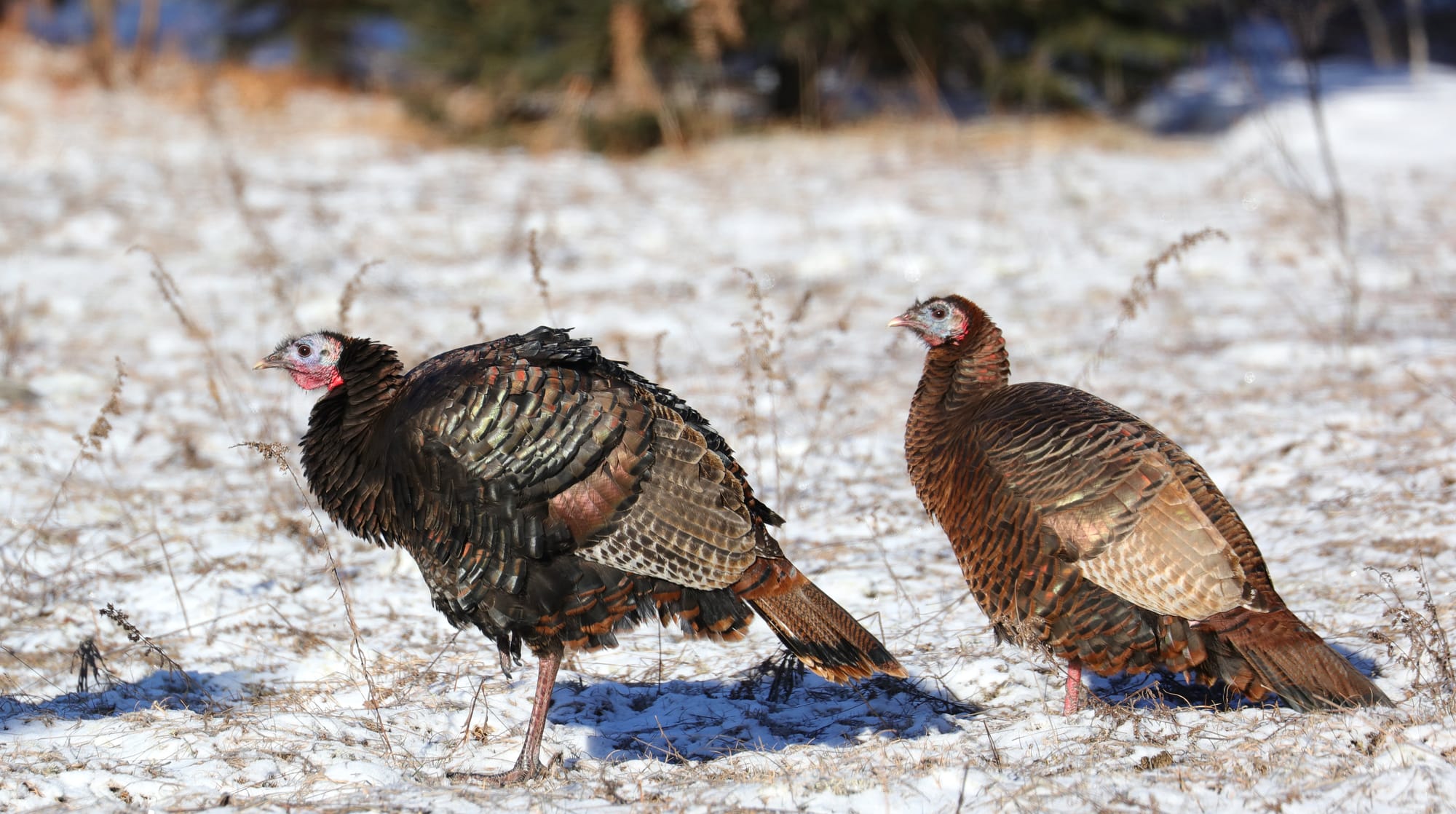 Wild Turkey - Spruce Bog Boardwalk Trail - Algonquin Provincial Park - Ontario
