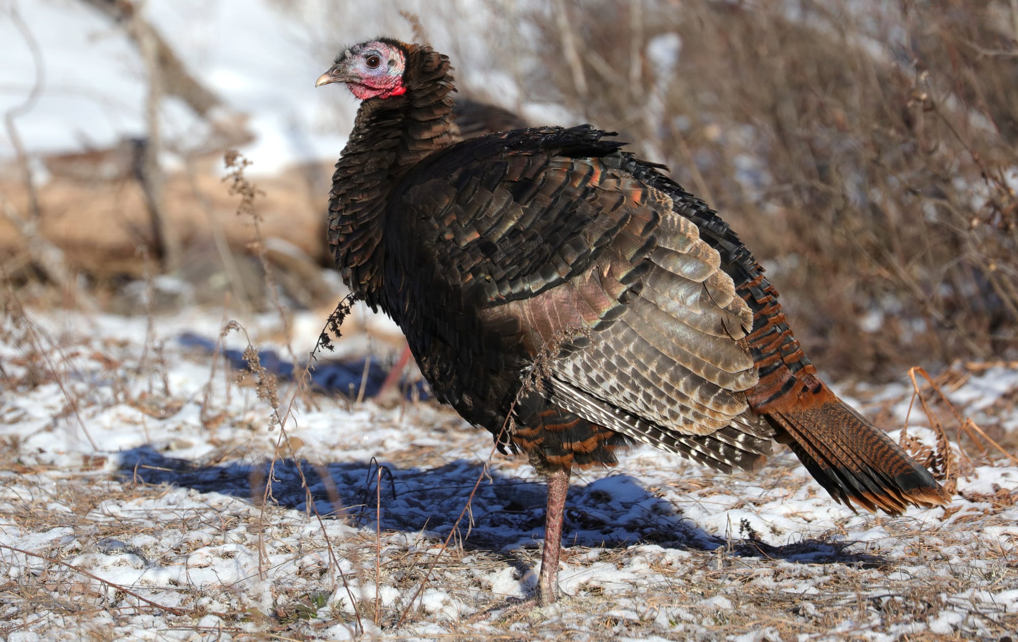 Wild Turkey - Spruce Bog Boardwalk Trail - Algonquin Provincial Park - Ontario