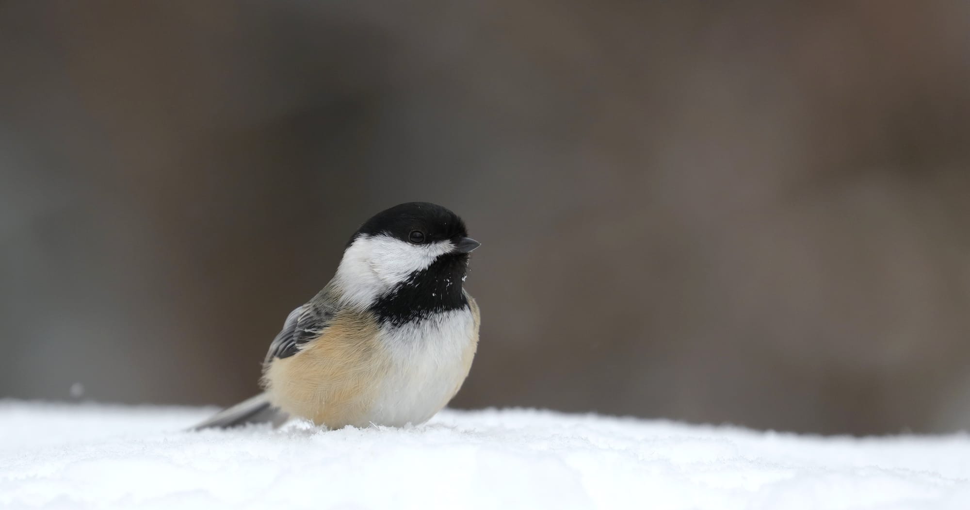 Black-capped Chickadee - Algonquin Provincial Park - Ontario