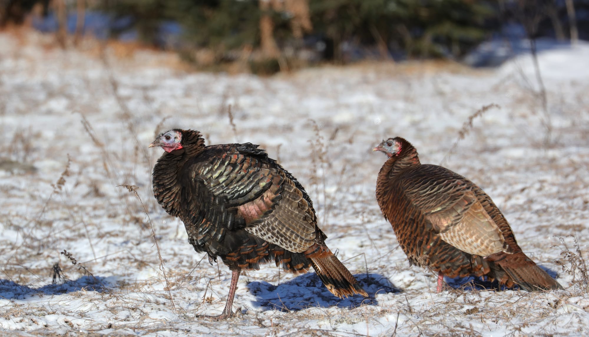 Wild Turkey - Spruce Bog Boardwalk Trail - Algonquin Provincial Park - Ontario