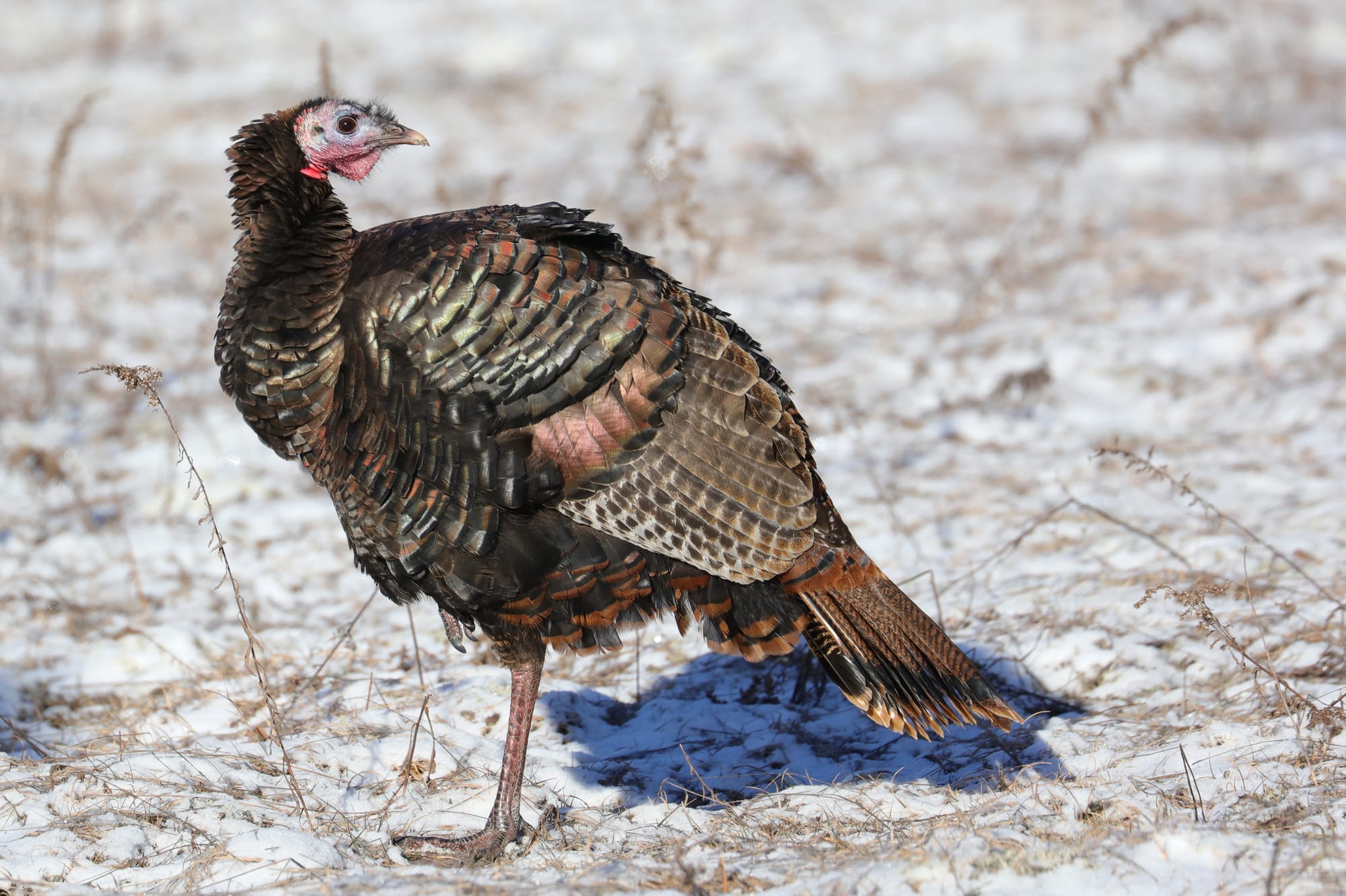 Wild Turkey - Spruce Bog Boardwalk Trail - Algonquin Provincial Park - Ontario