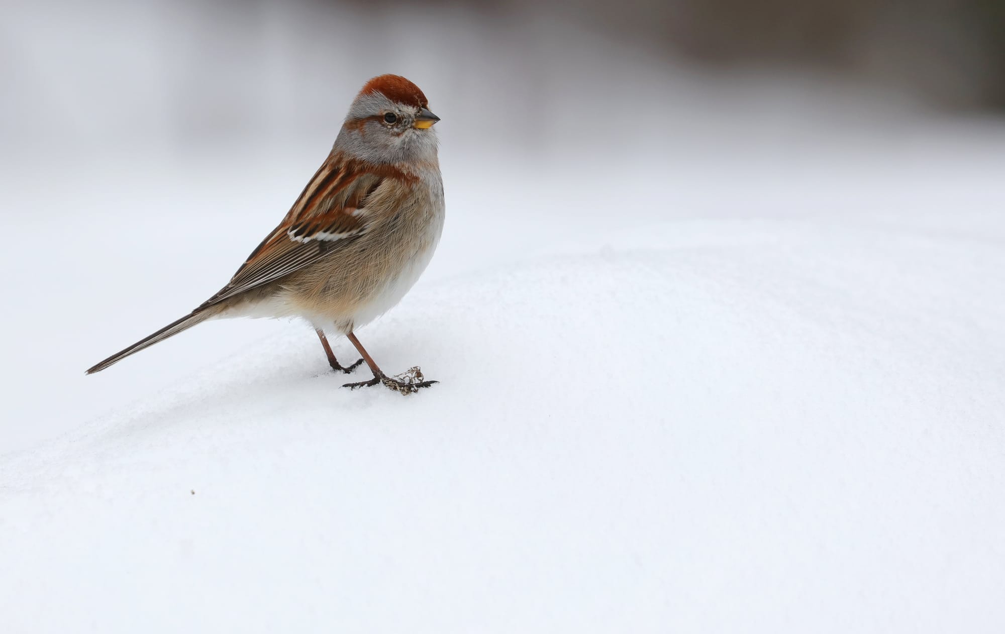 American Tree Sparrow - Algonquin Provincial Park - Ontario