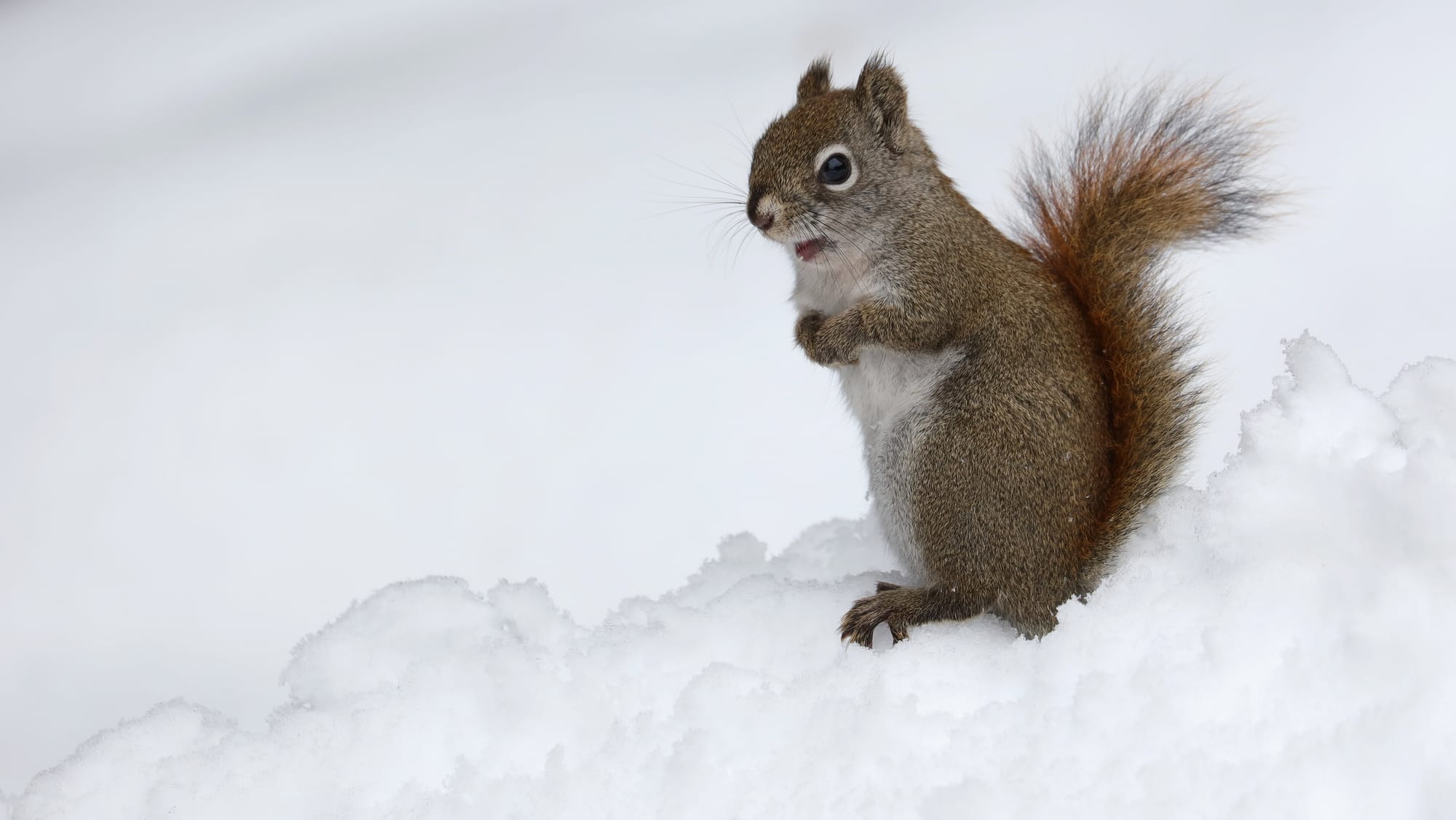 American Red Squirrel - Algonquin Provincial Park - Ontario