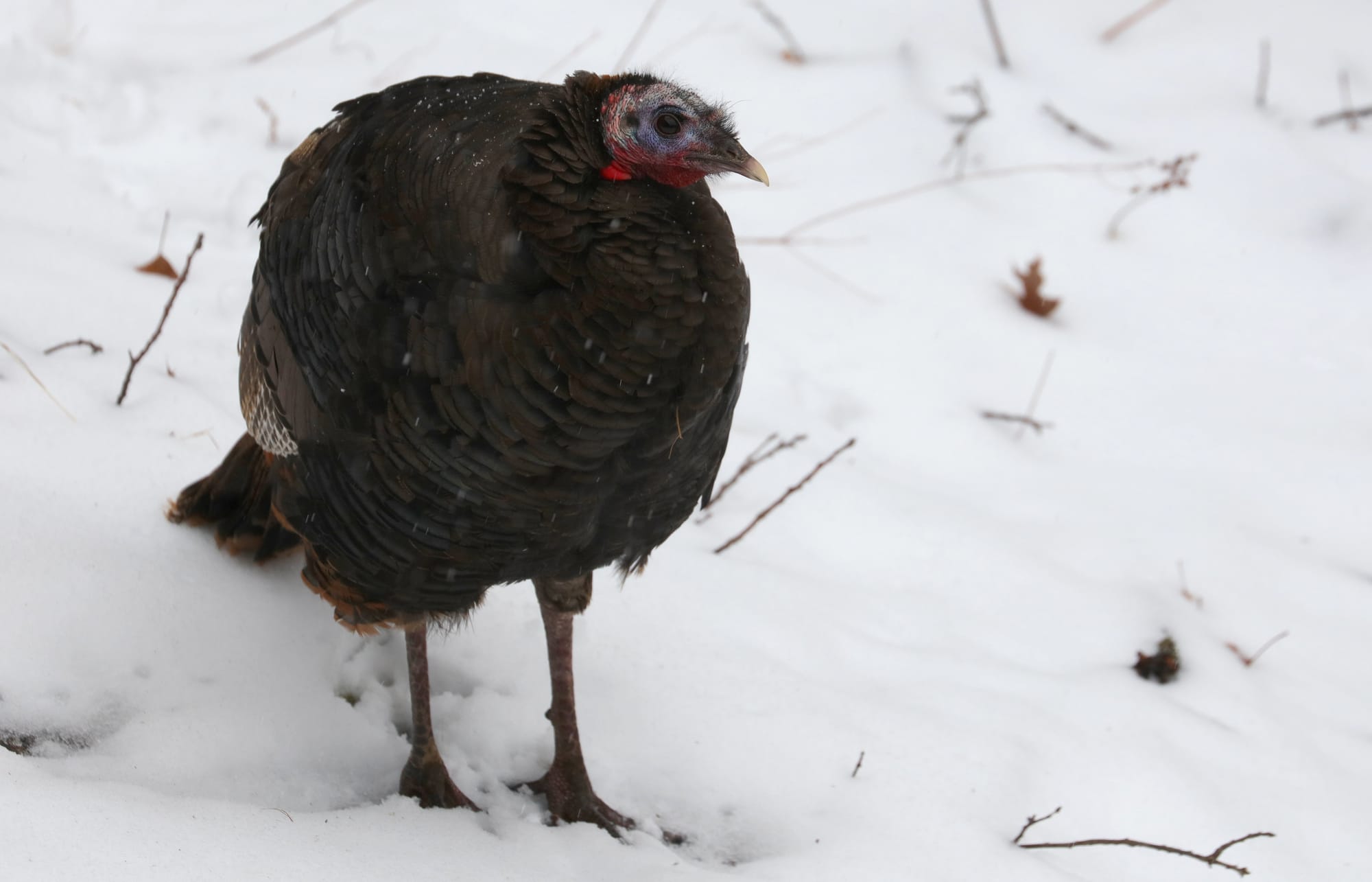 Wild Turkey - Algonquin Provincial Park - Ontario