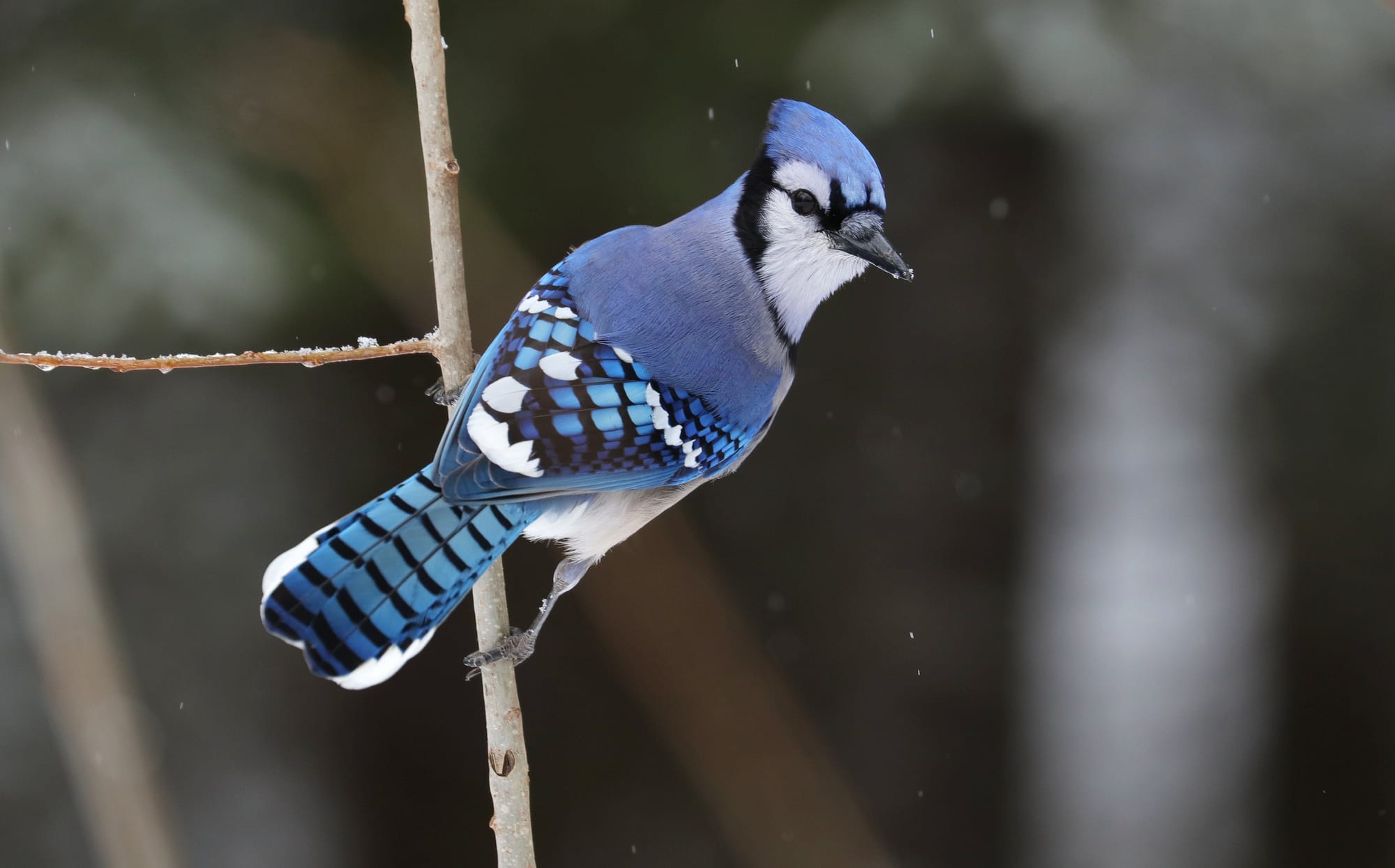Blue Jay - Algonquin Provincial Park - Ontario