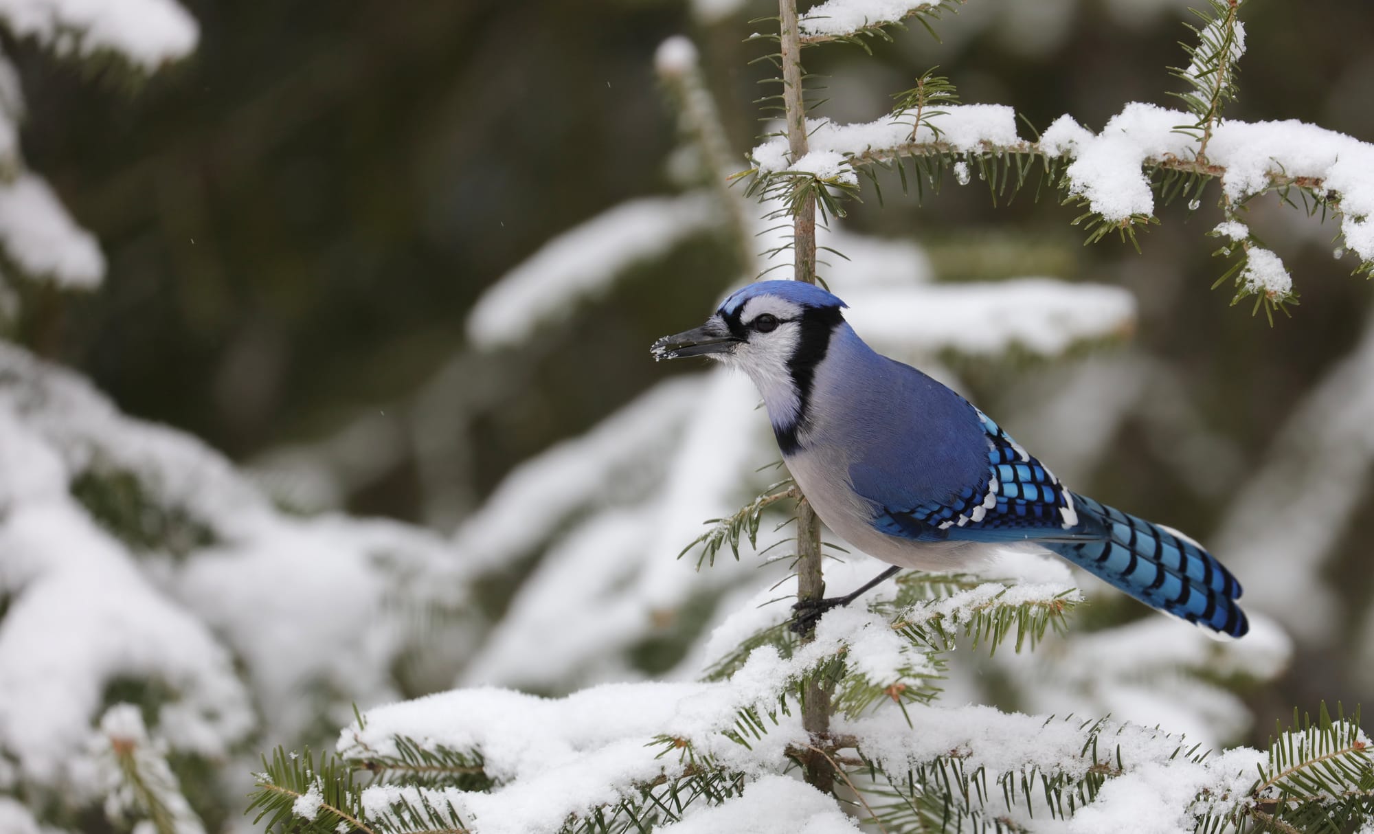Blue Jay - Algonquin Provincial Park - Ontario