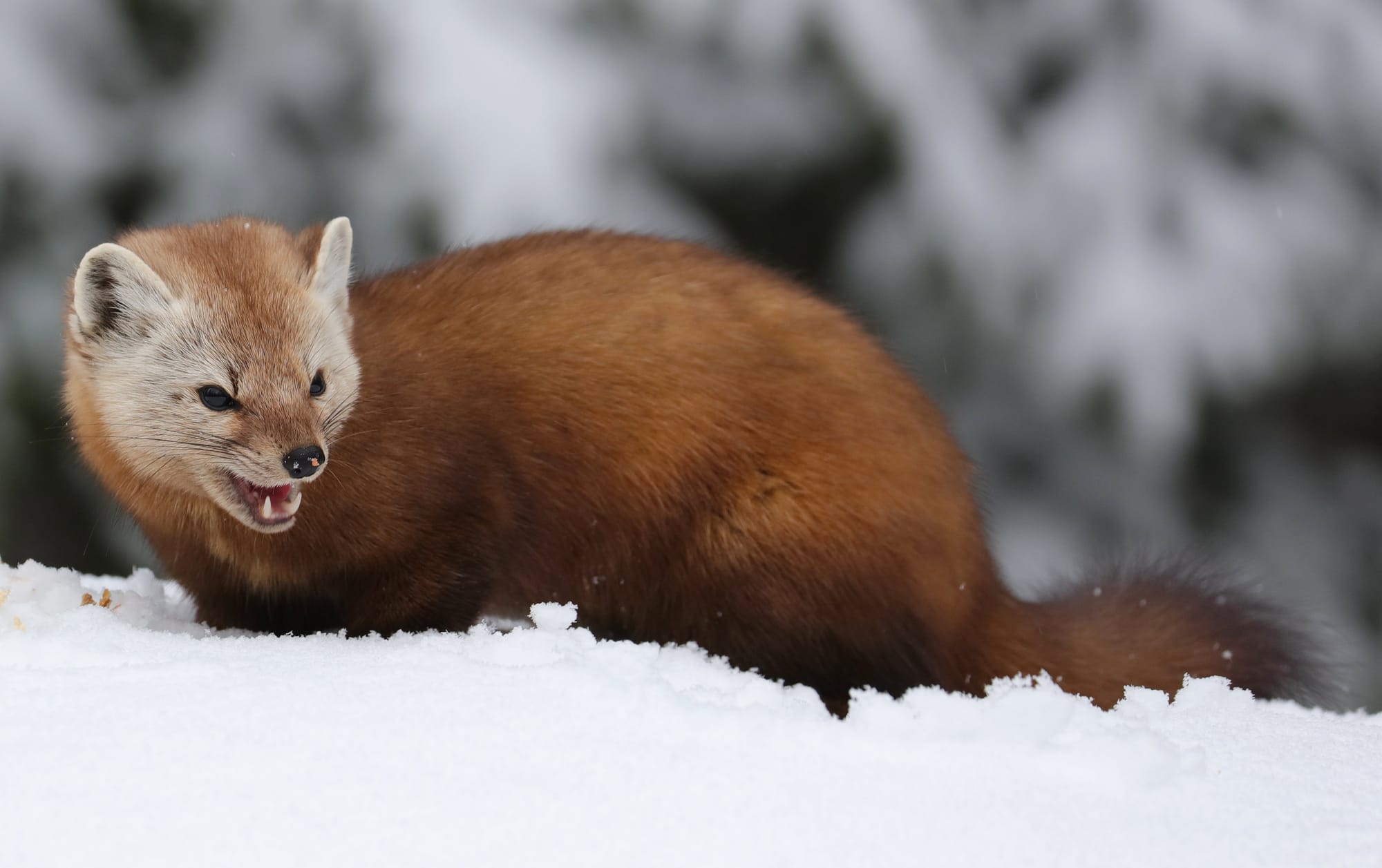 American Marten - Algonquin Provincial Park - Ontario