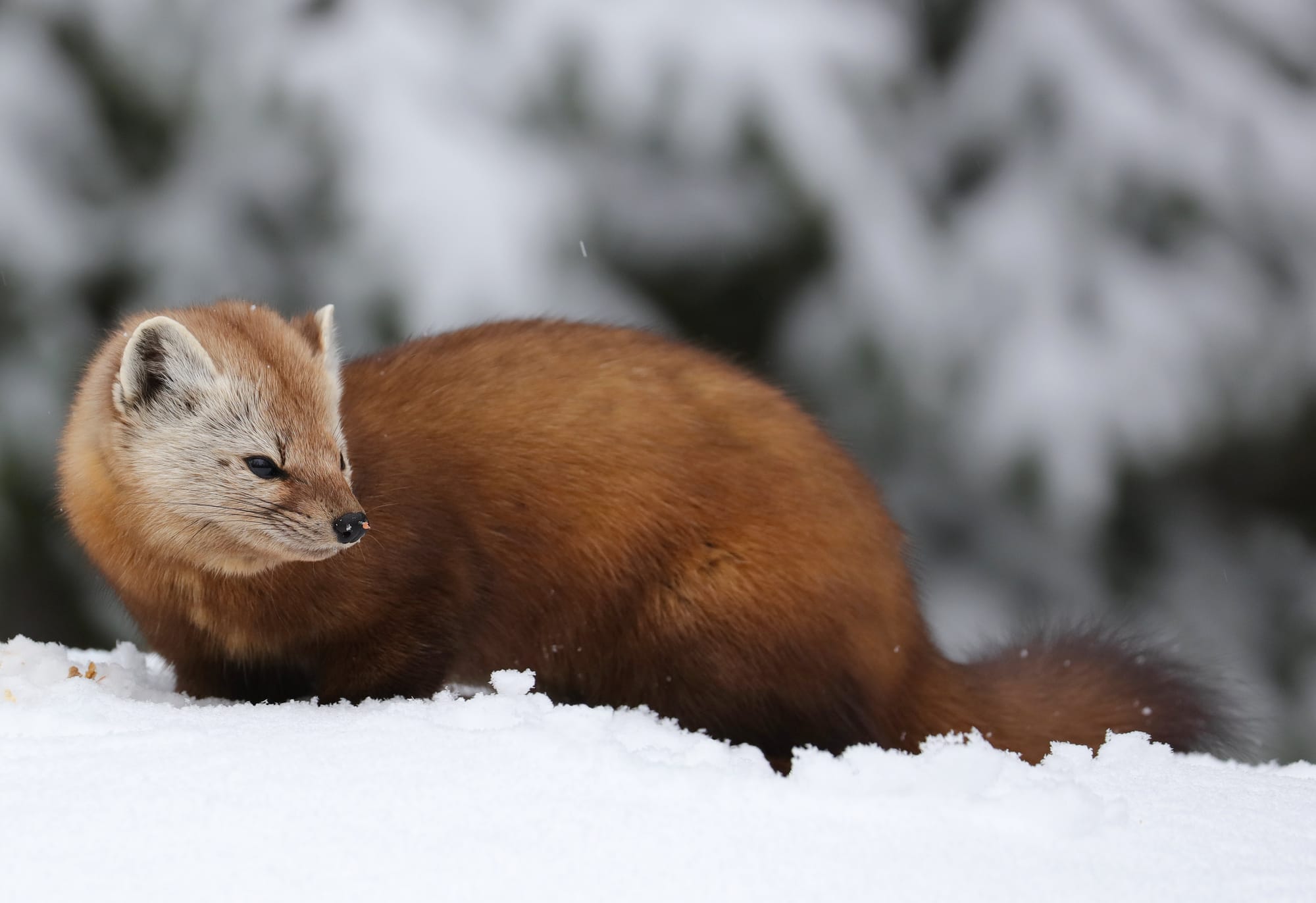 Fichtenmarder - Algonquin Provincial Park - Ontario