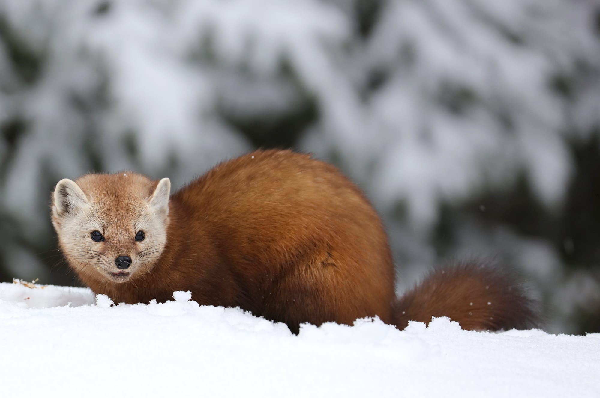 American Pine Marten - Algonquin Provincial Park - Ontario