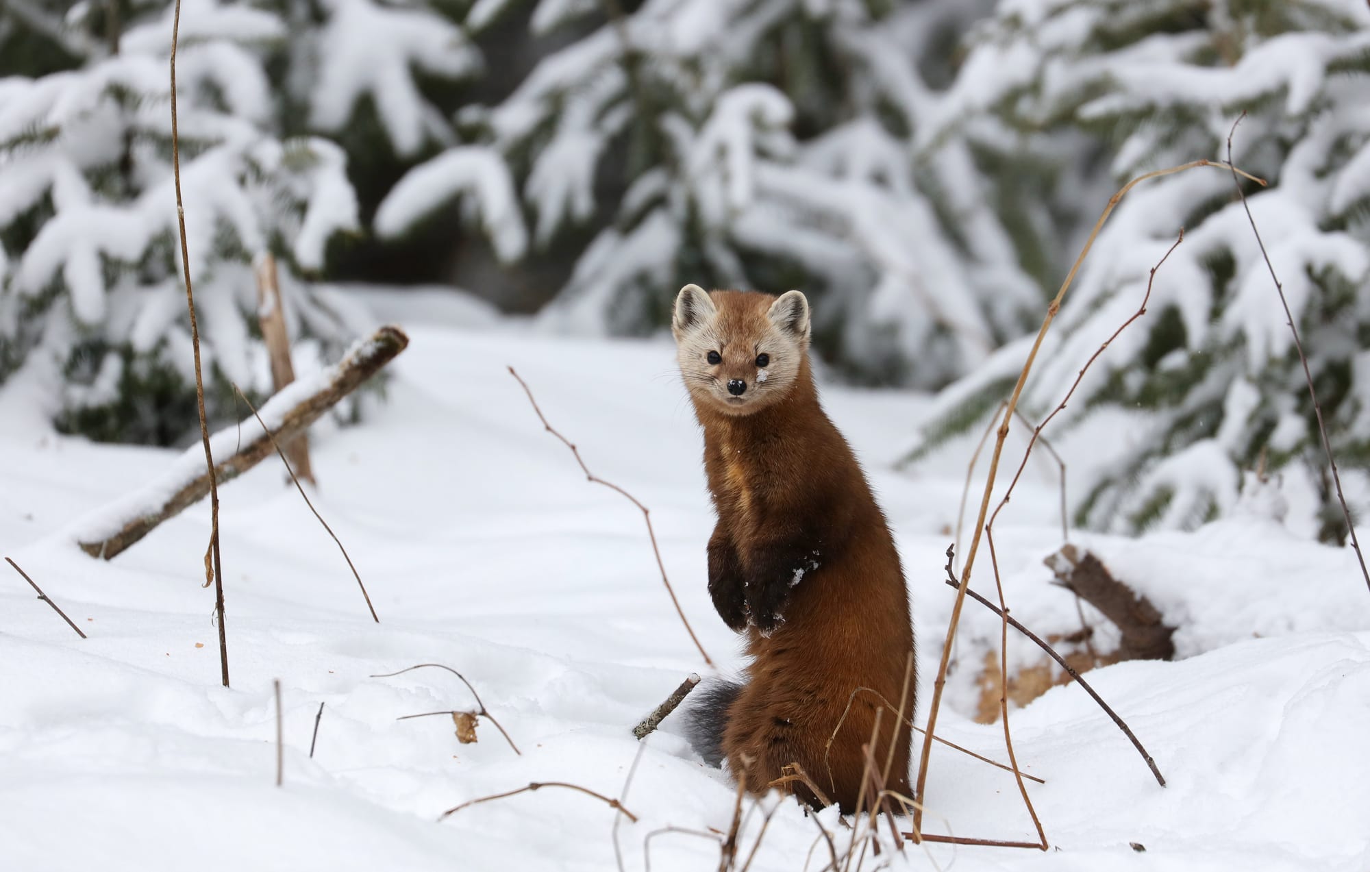 American Pine Marten - Algonquin Provincial Park - Ontario