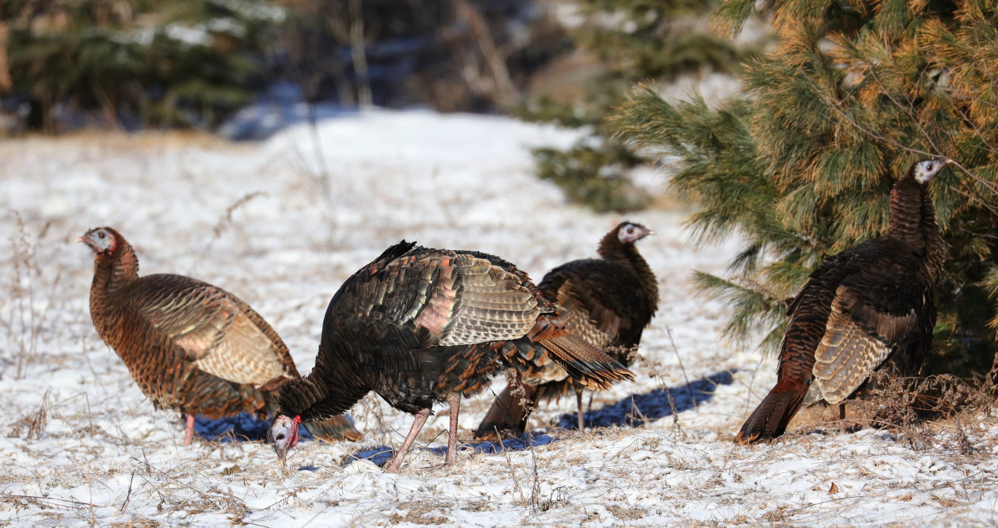 Wild Turkey - Spruce Bog Boardwalk Trail - Algonquin Provincial Park - Ontario