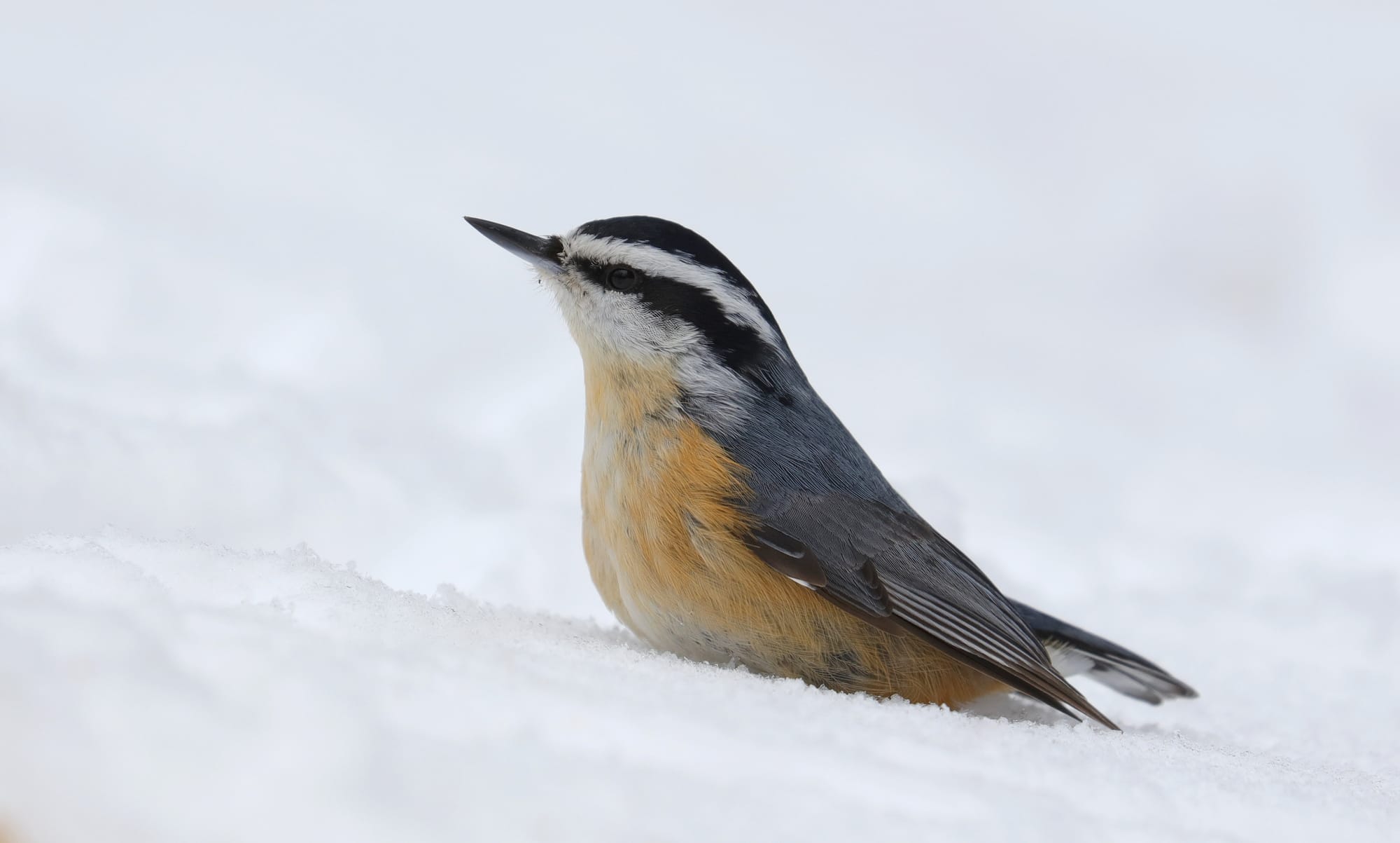 Red-breasted Nuthatch - Algonquin Provincial Park - Ontario