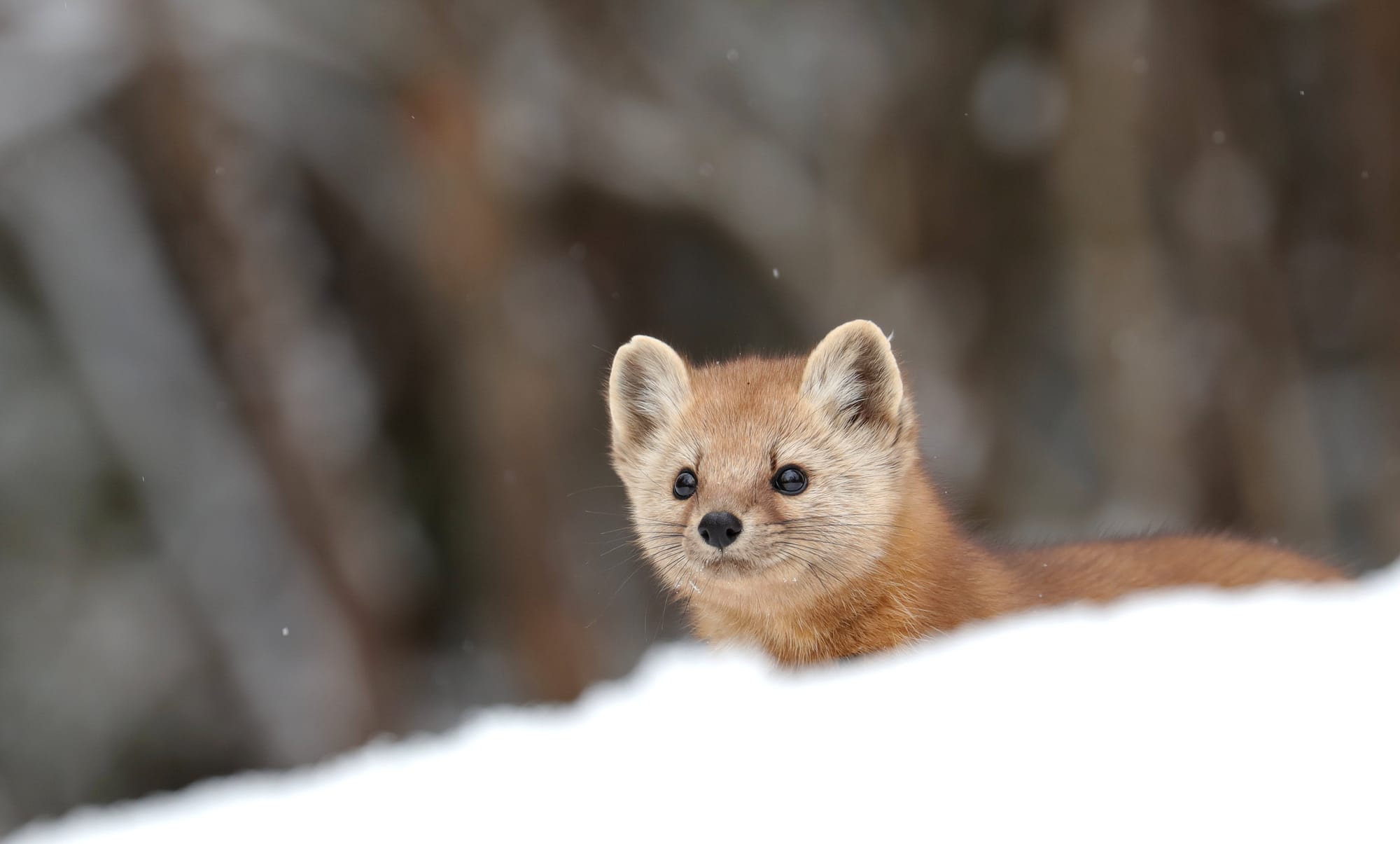American Pine Marten - Algonquin Provincial Park - Ontario