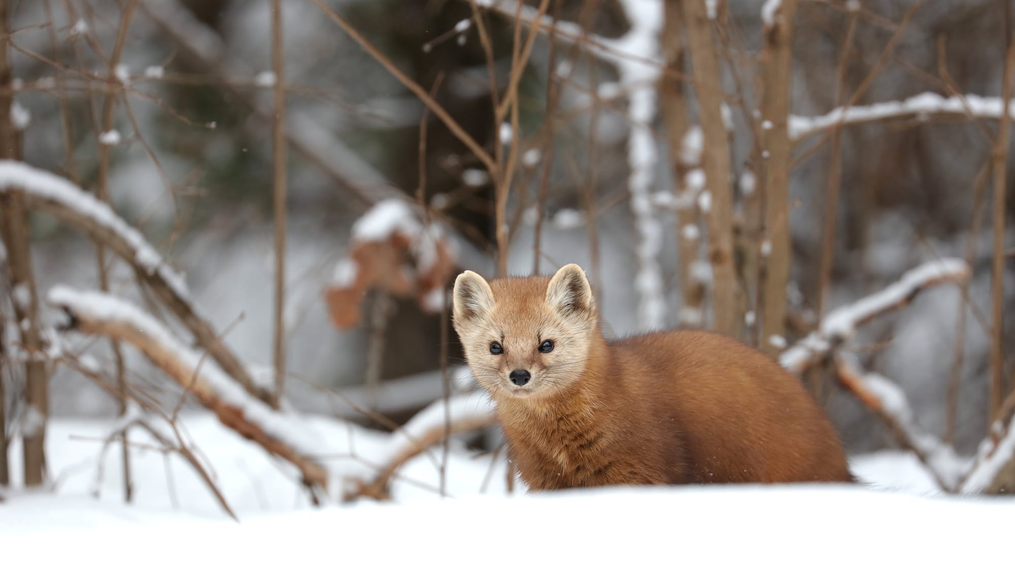 American Pine Marten - Algonquin Provincial Park - Ontario
