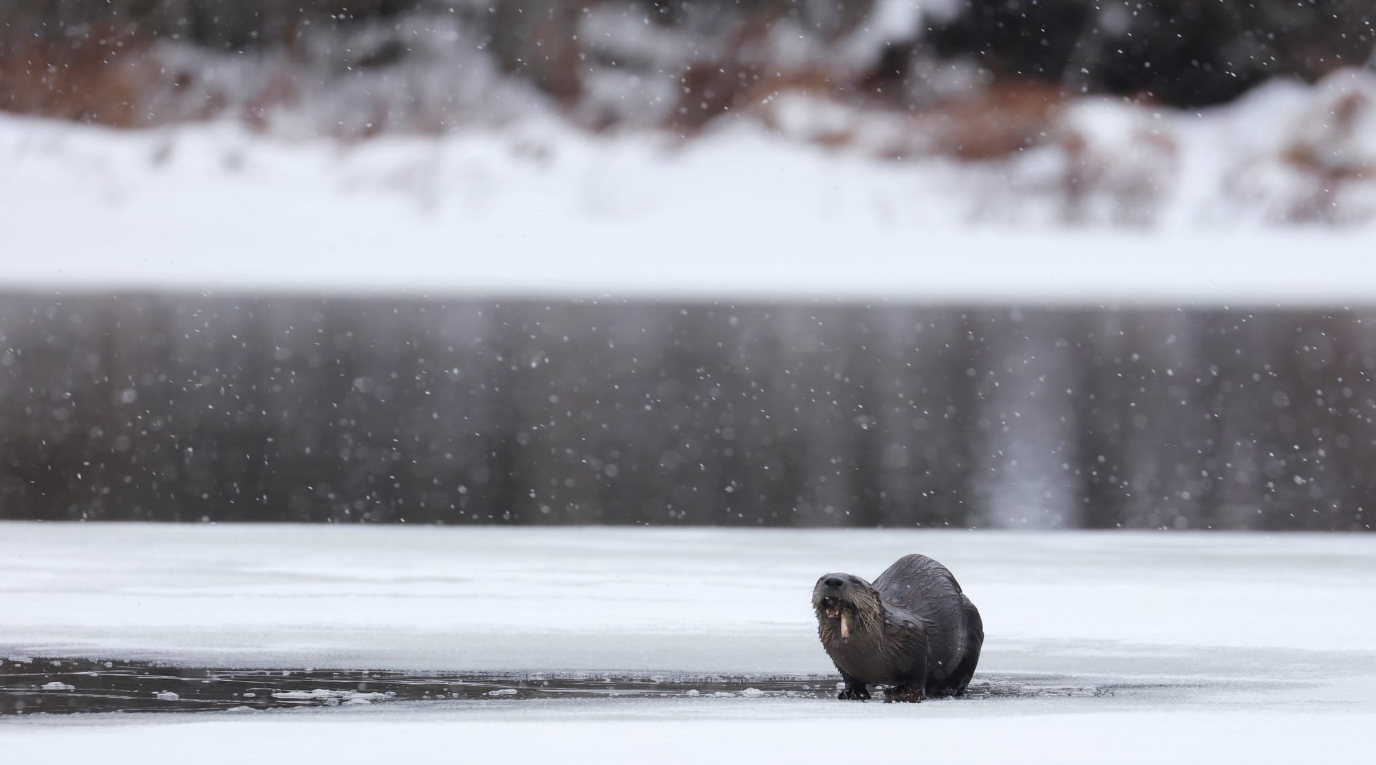 North American River Otter - Tanamakoon Lake - Algonquin Provincial Park - Ontario