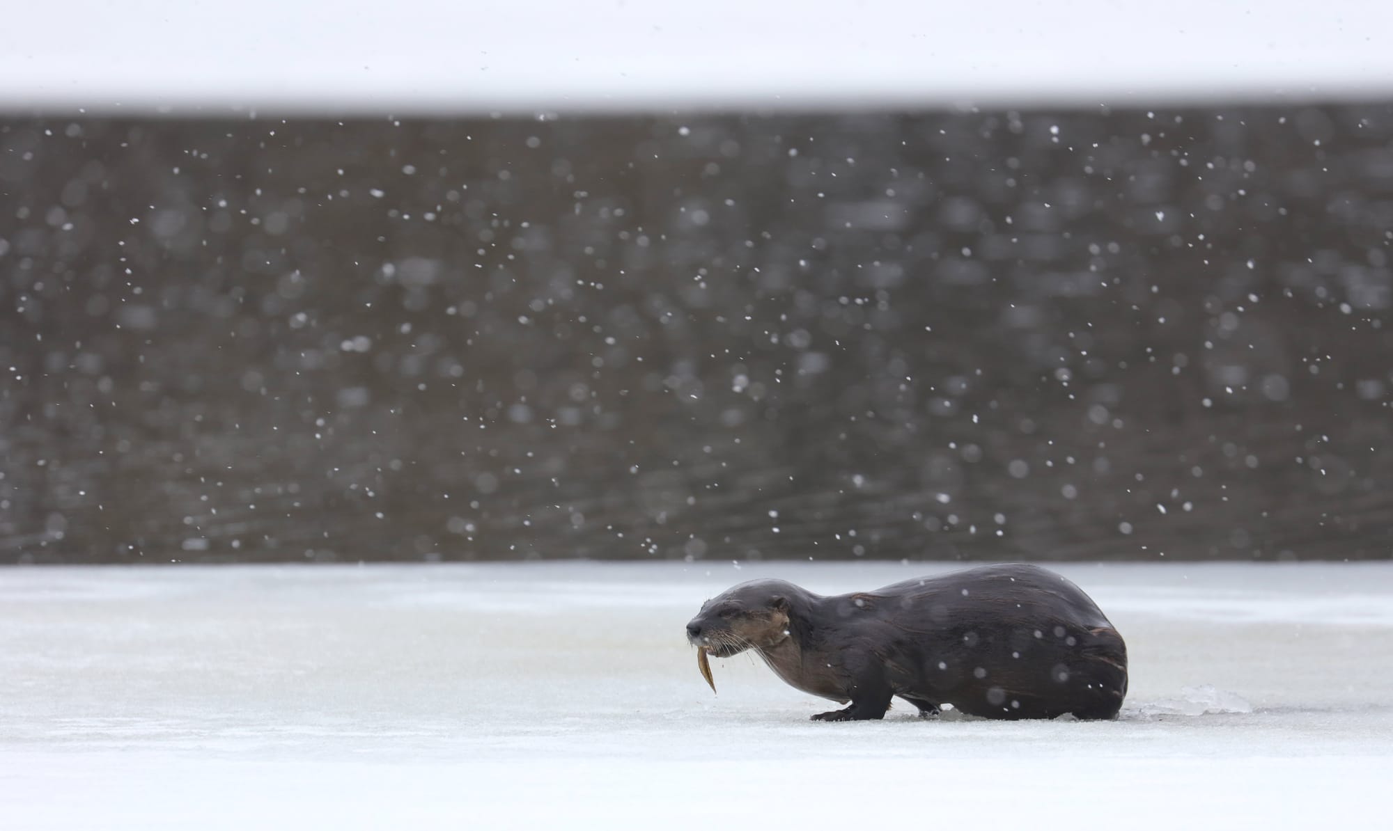 North American River Otter - Tanamakoon Lake - Algonquin Provincial Park - Ontario